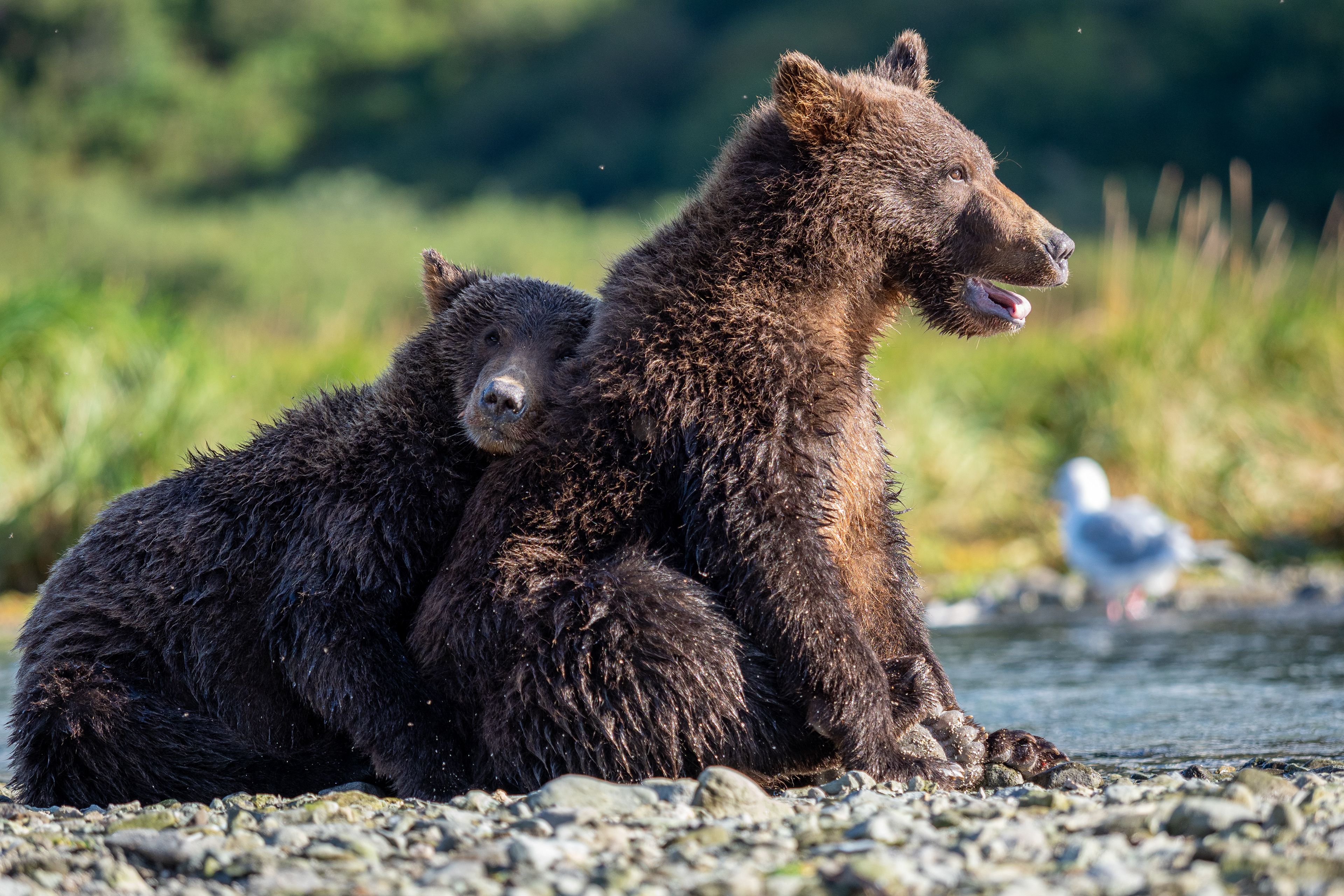 Two Second-Summer cubs