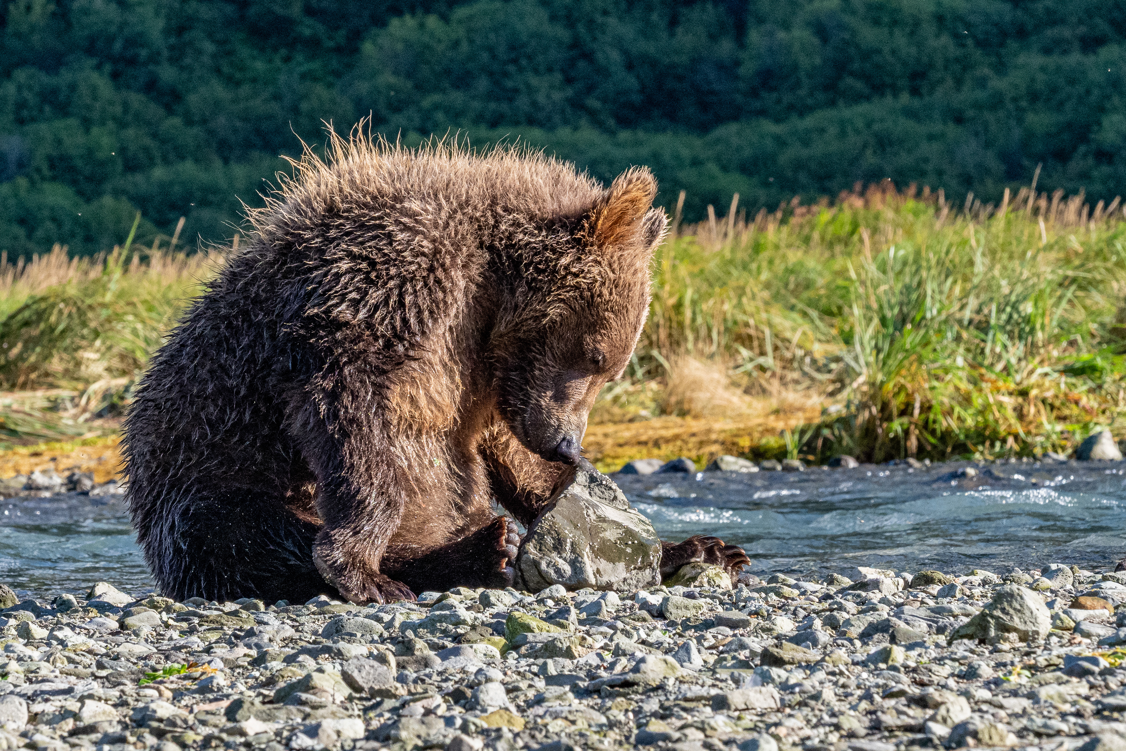 Second-Summer cub playing with a rock!