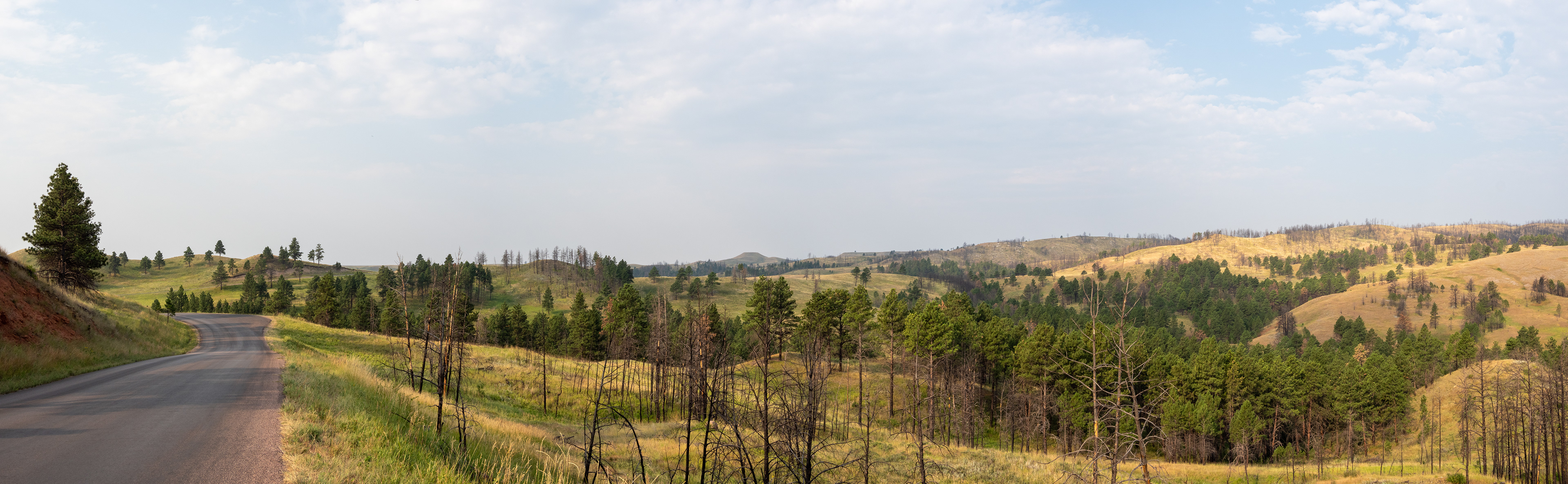The Prairie- Black Hills Custer State Park