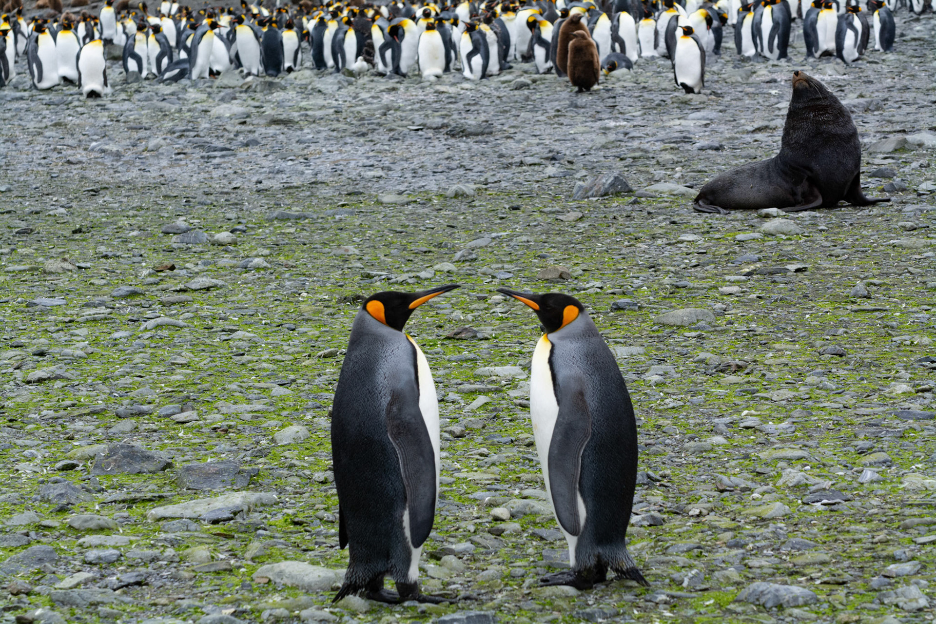 Kings- Right Whale Bay