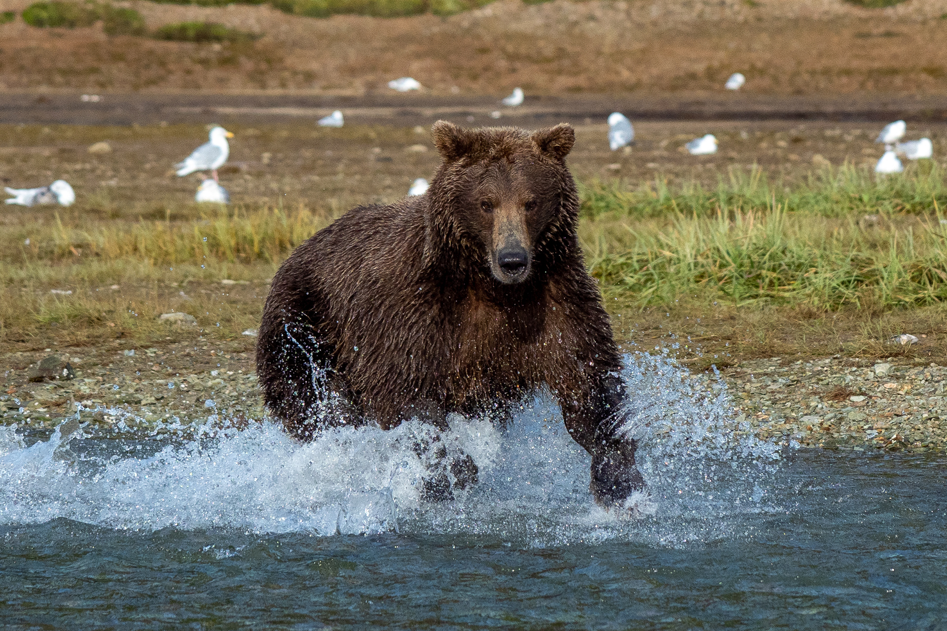 Mama bear fishing
