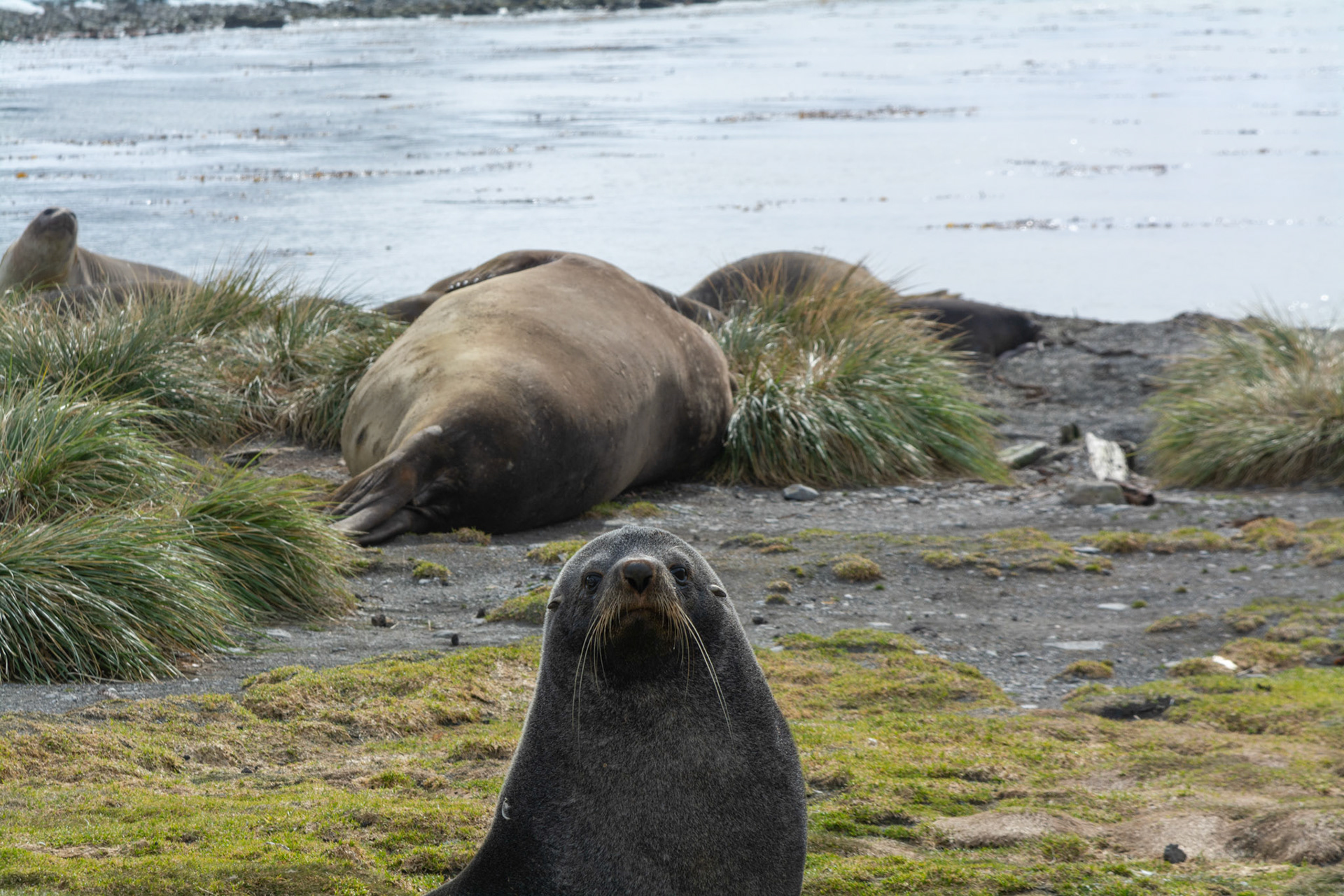 Fur Seal foreground, Elephant Seals background- Ocean Harbor