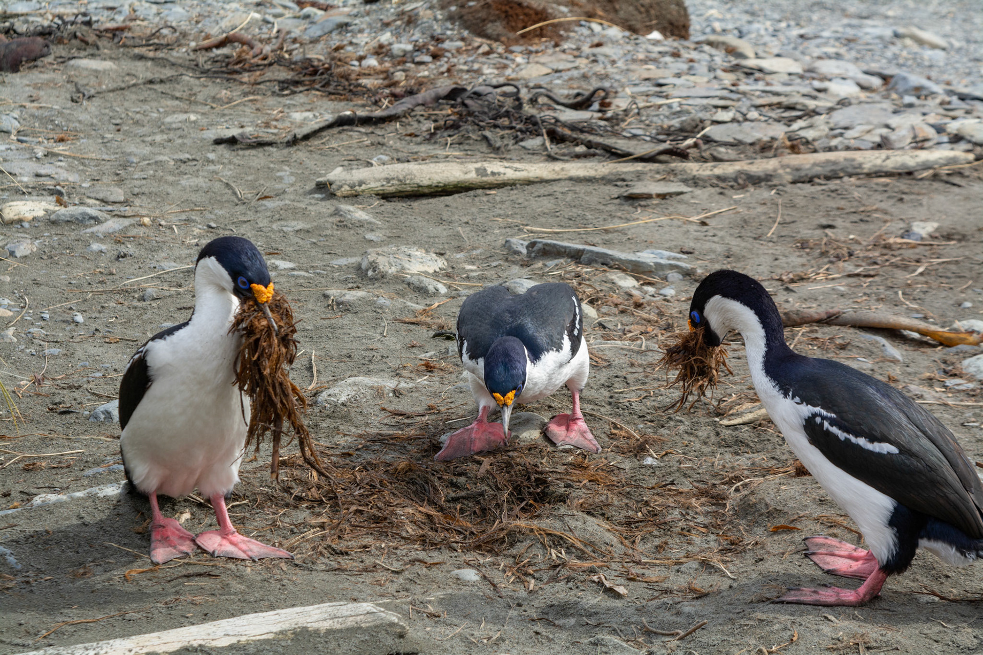 South-Georgia Shags gathering nest material- Ocean Harbor