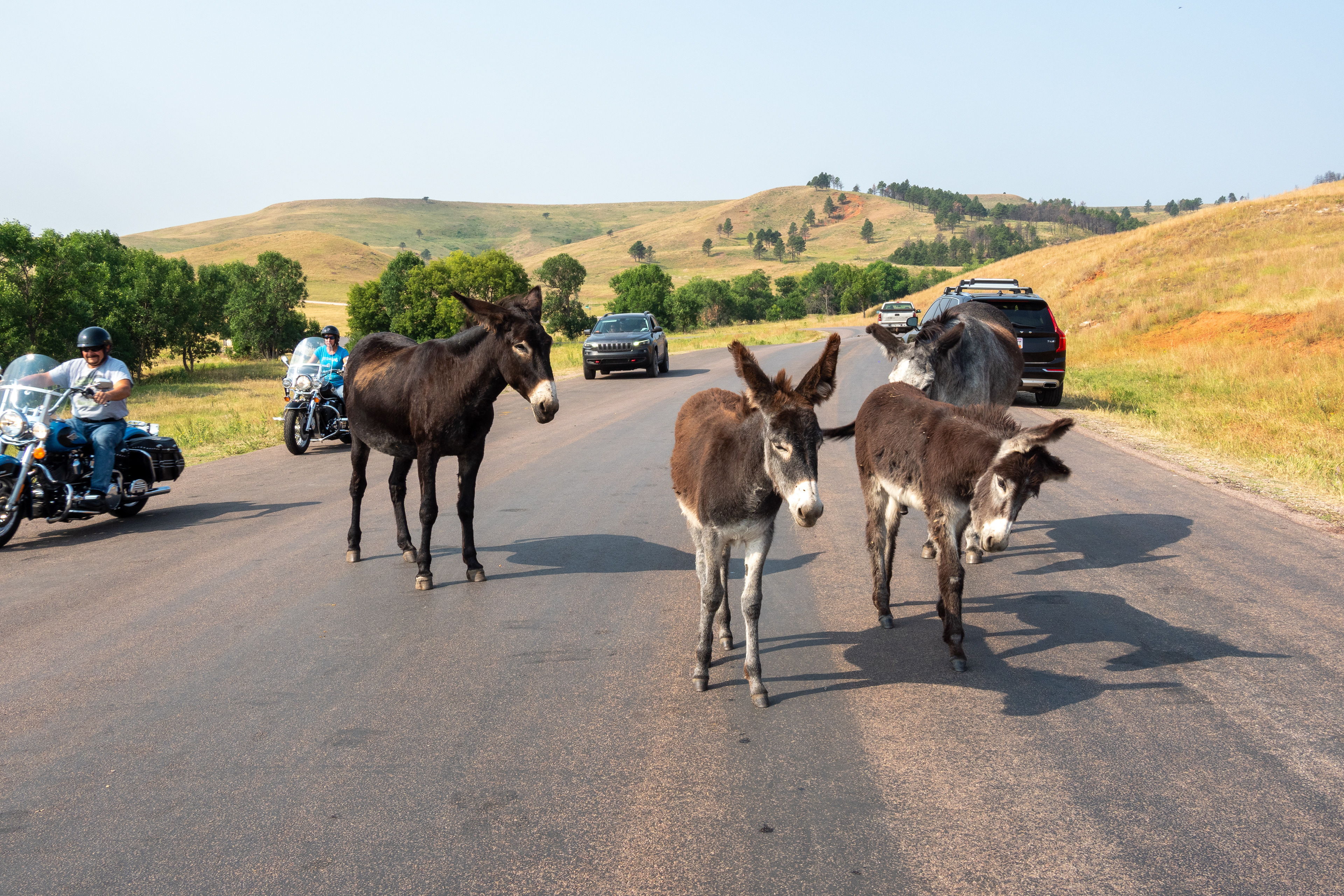 Begging Burros-Wildlife Loop Custer State Park