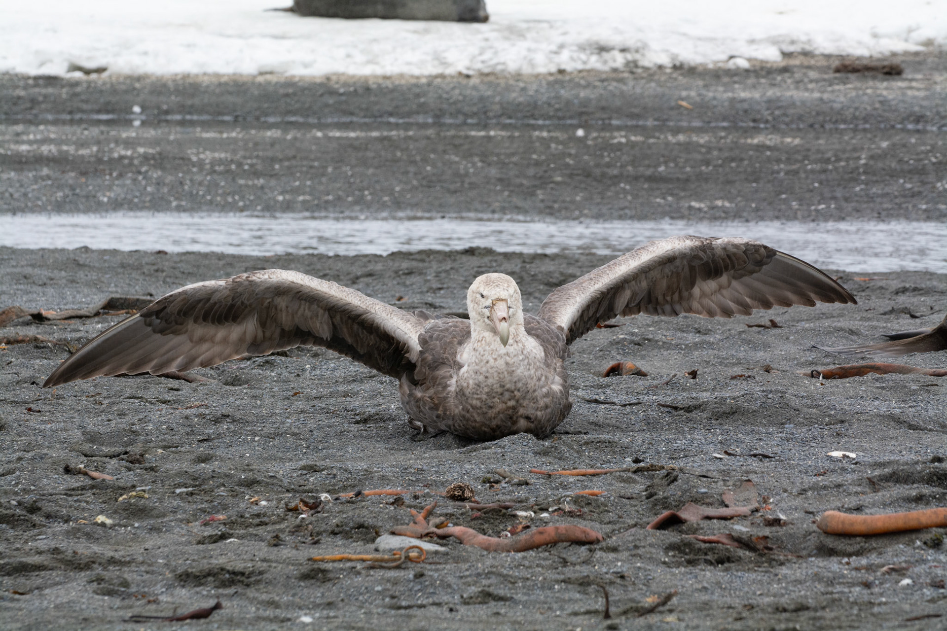 Giant Petrel- Right Whale Bay