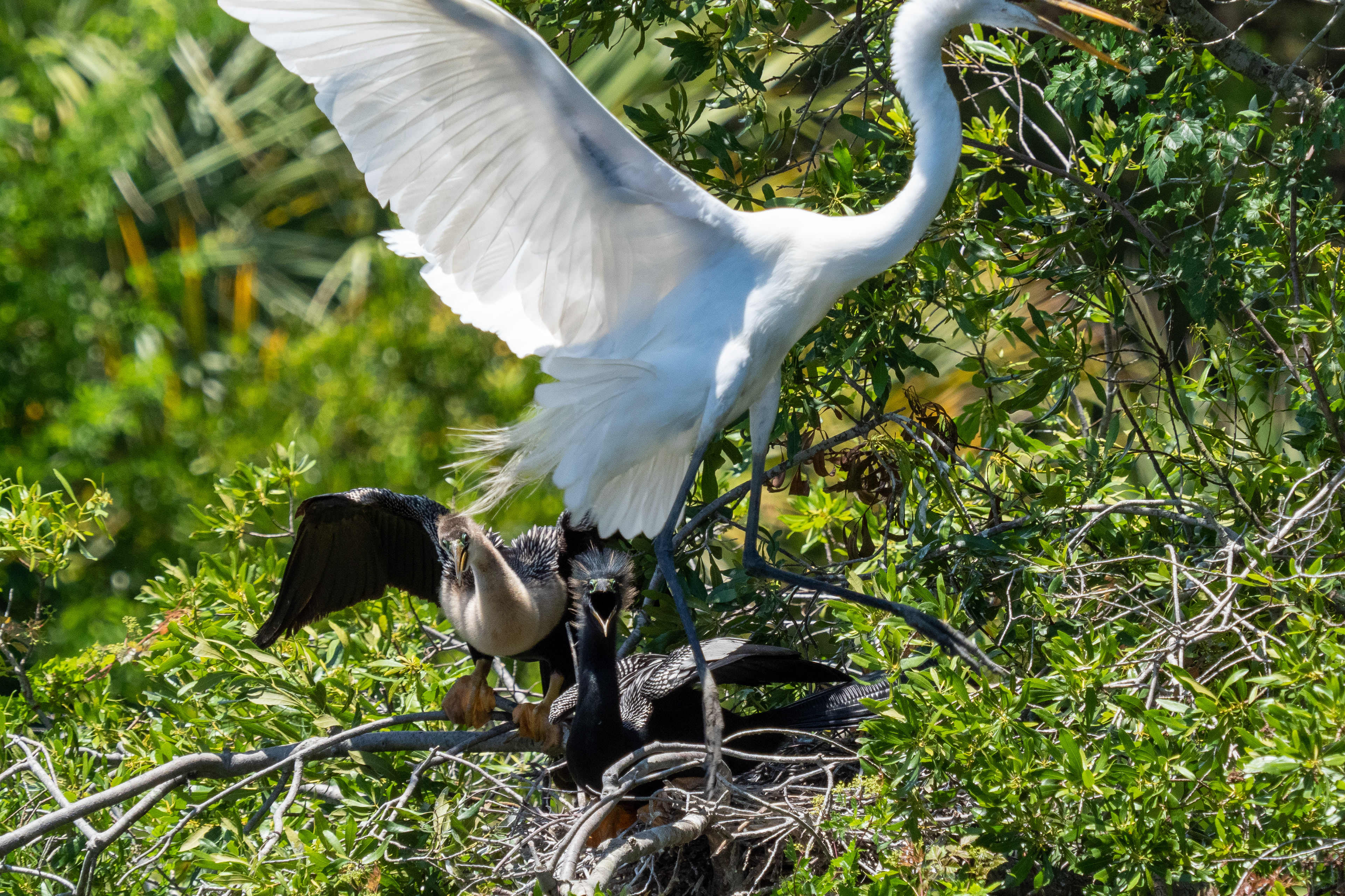 June 1, 2020- Anhinga mating pair squabble over nest with Great Egrets