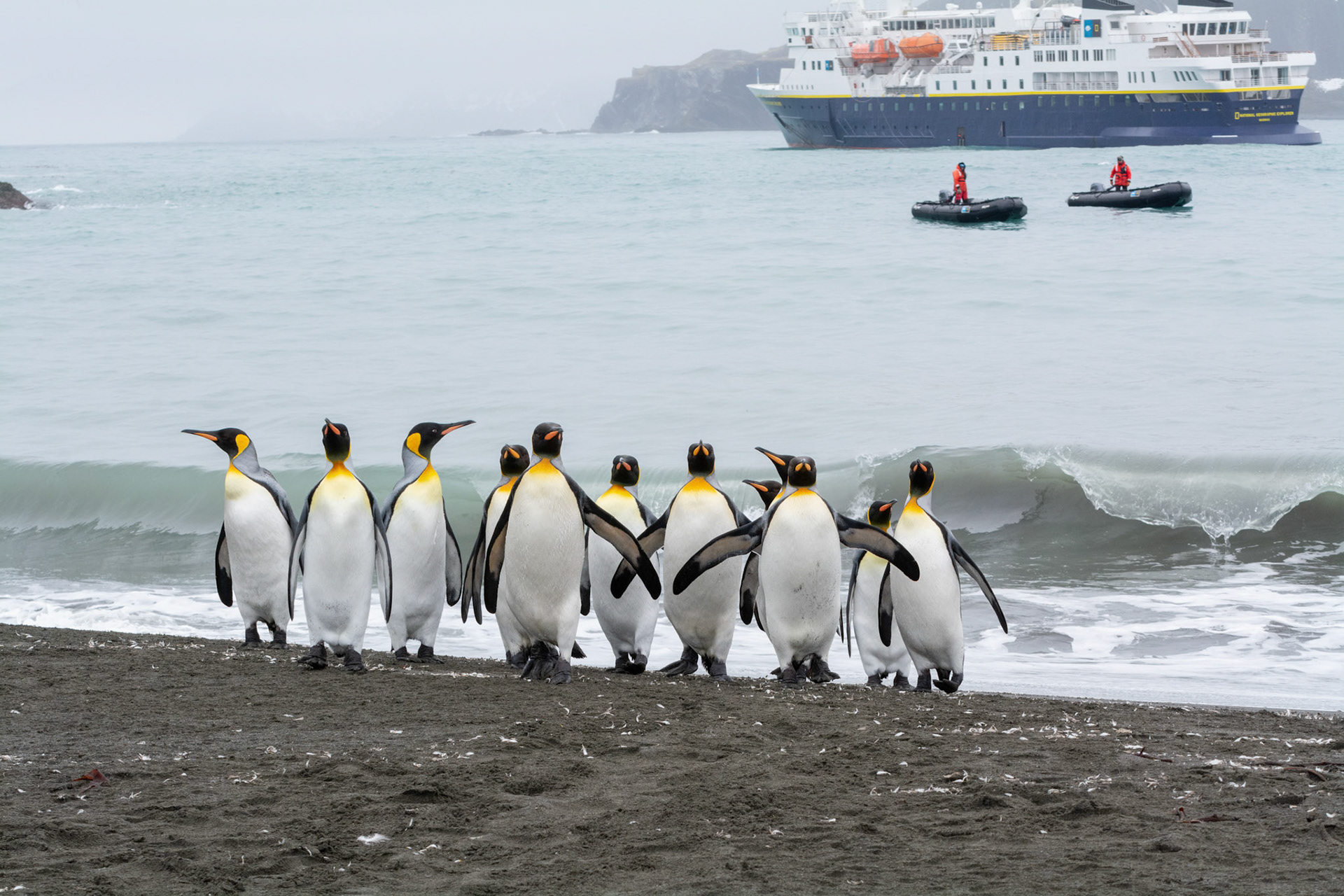 Kings back from feeding- Right Whale Bay