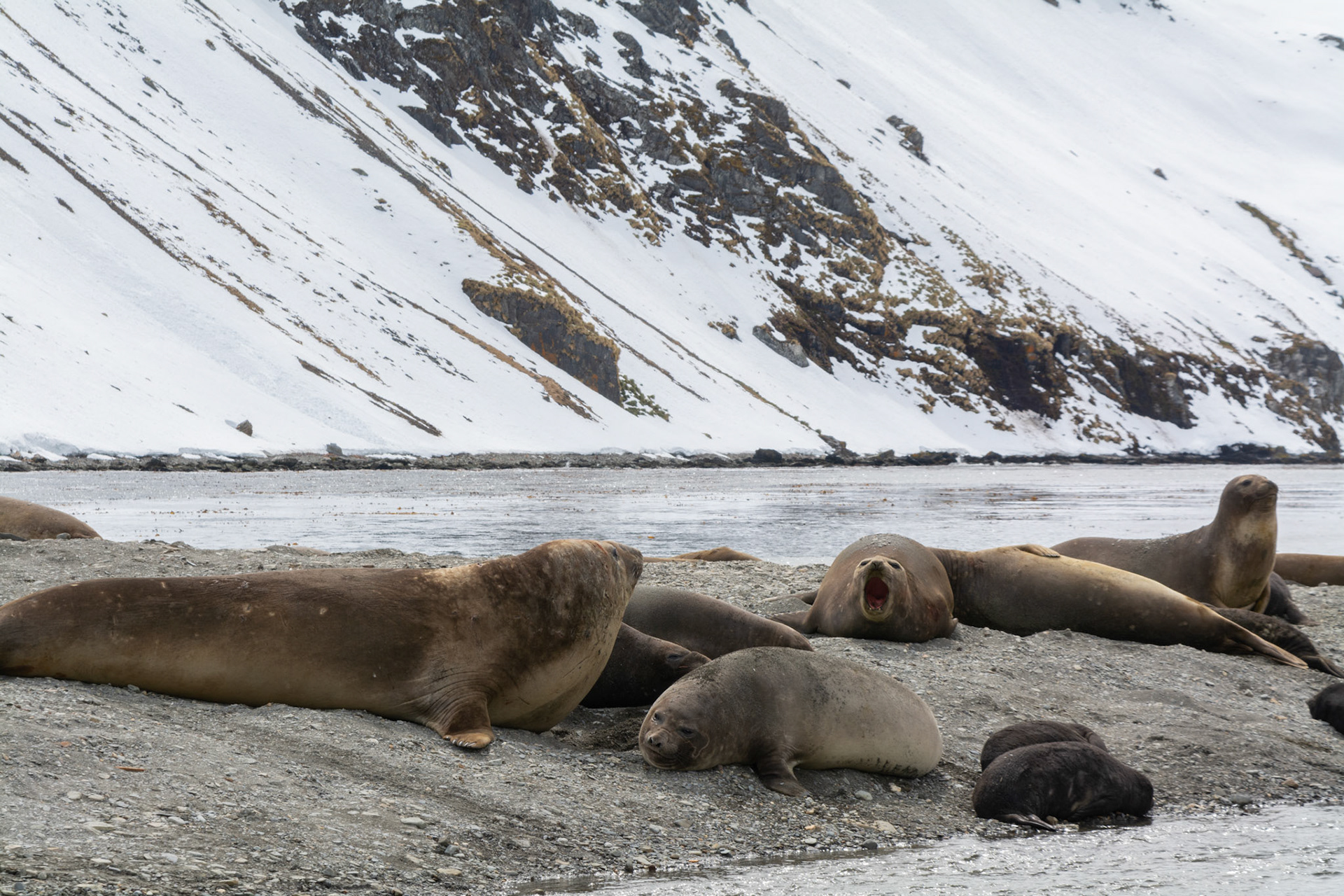 Male, Female & Pup Elephant Seals-Ocean Harbor