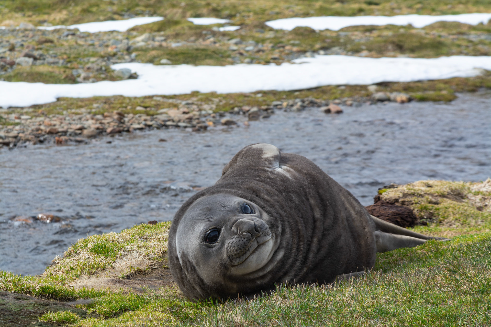 Elephant Seal pup- Ocean Harbor