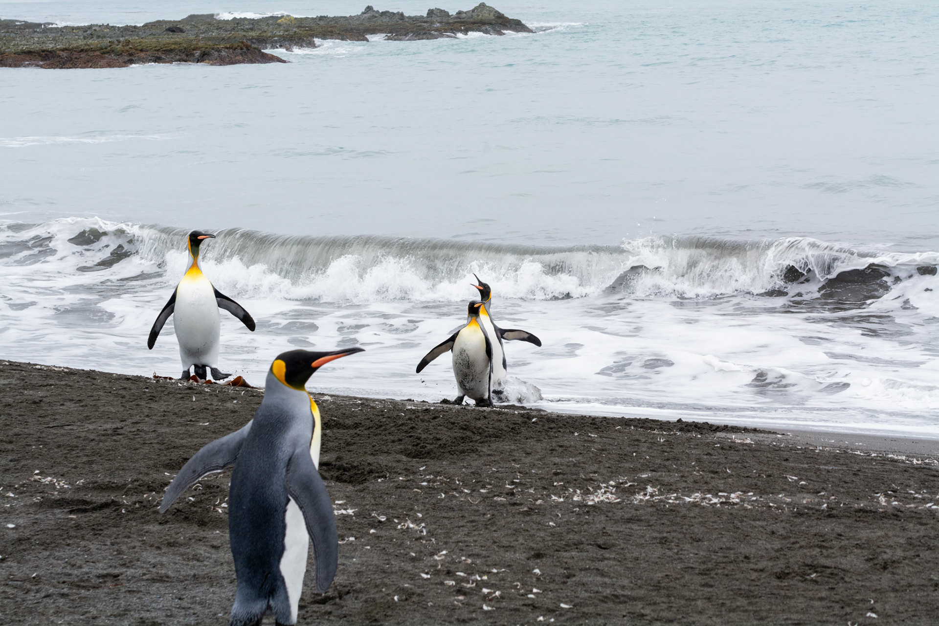 Kings- Right Whale Bay