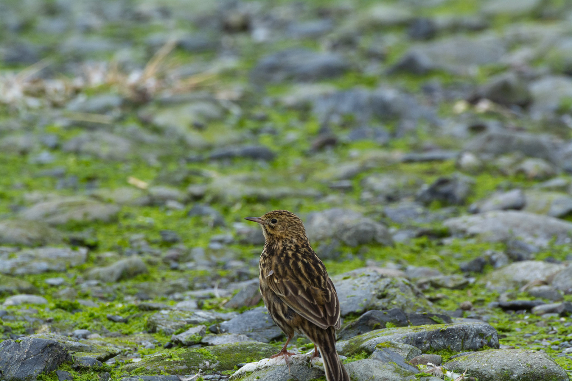 South Georgia Pipit- Right Whale Bay