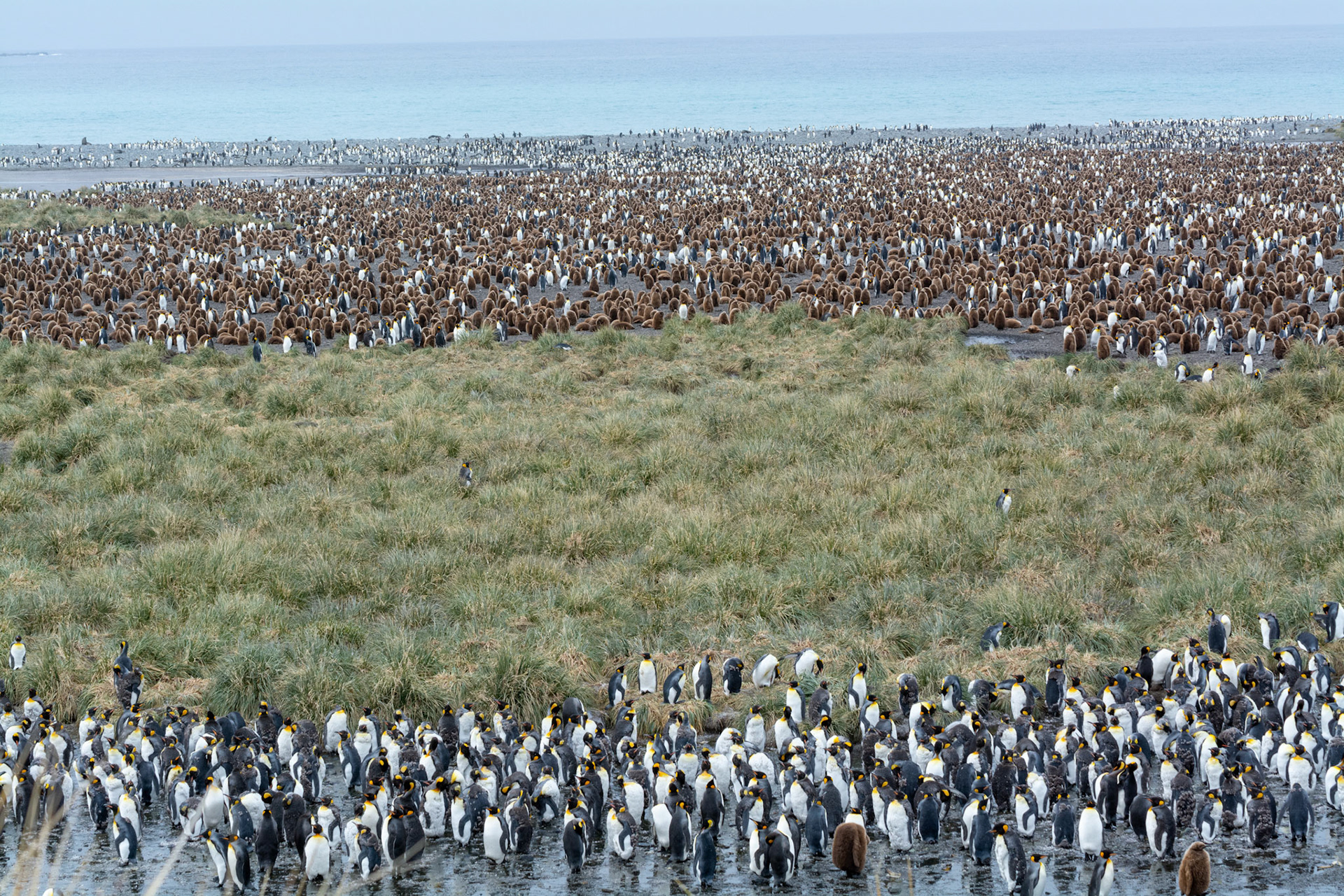 King Penguin Colony- Salisbury Plain
