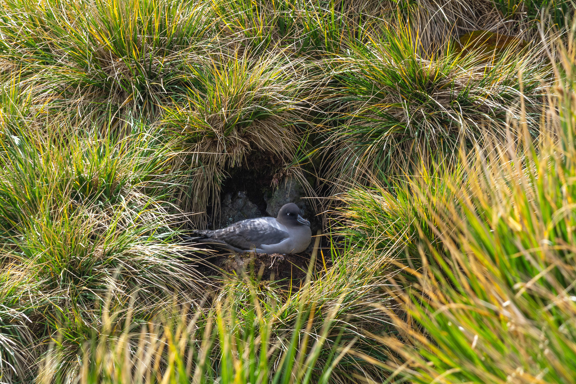 Light-Mantled Albatross- Elsehul Bay