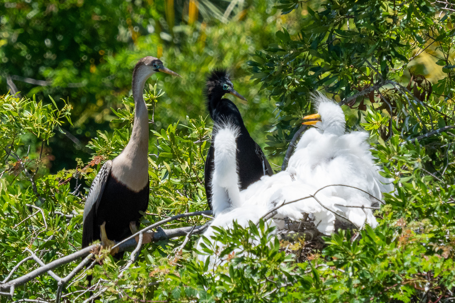June 1, 2020- Anhinga mating pair squabble over nest with Great Egrets