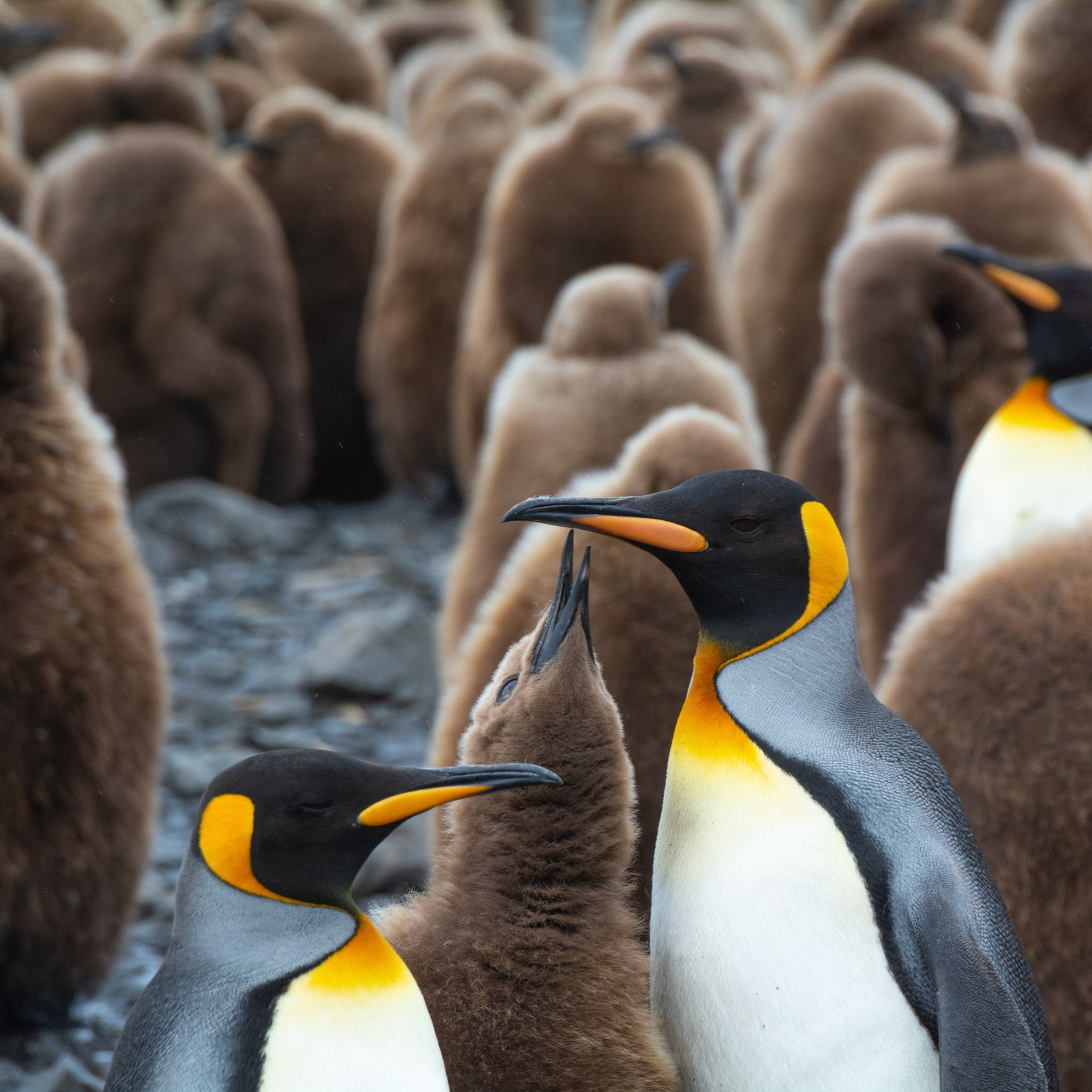 Adult King parents with their chick- Salisbury Plain 
