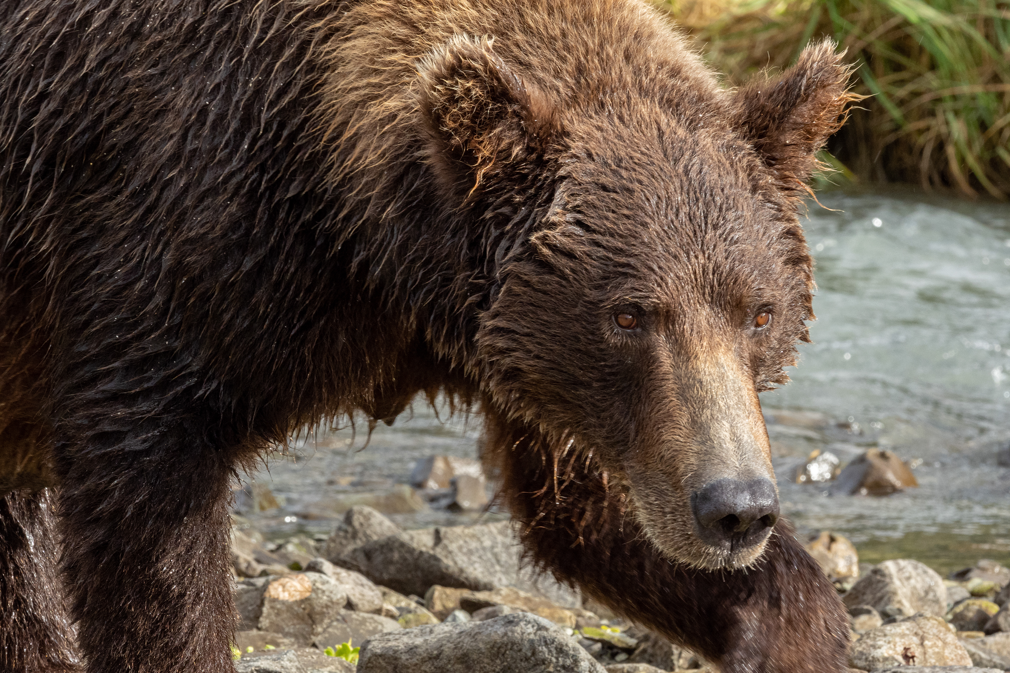 Mama bear just 9 feet from us.  She's a beauty!