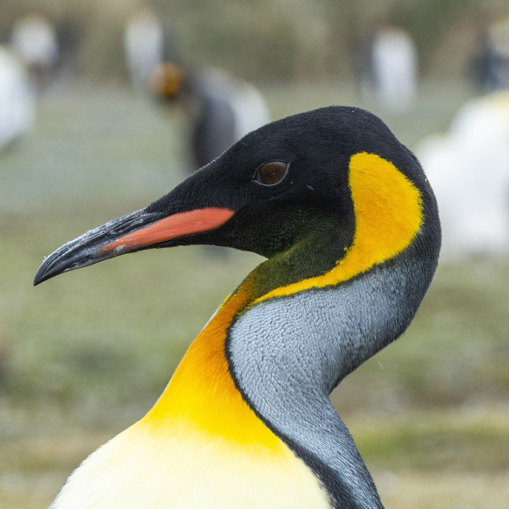King- Salisbury Plain