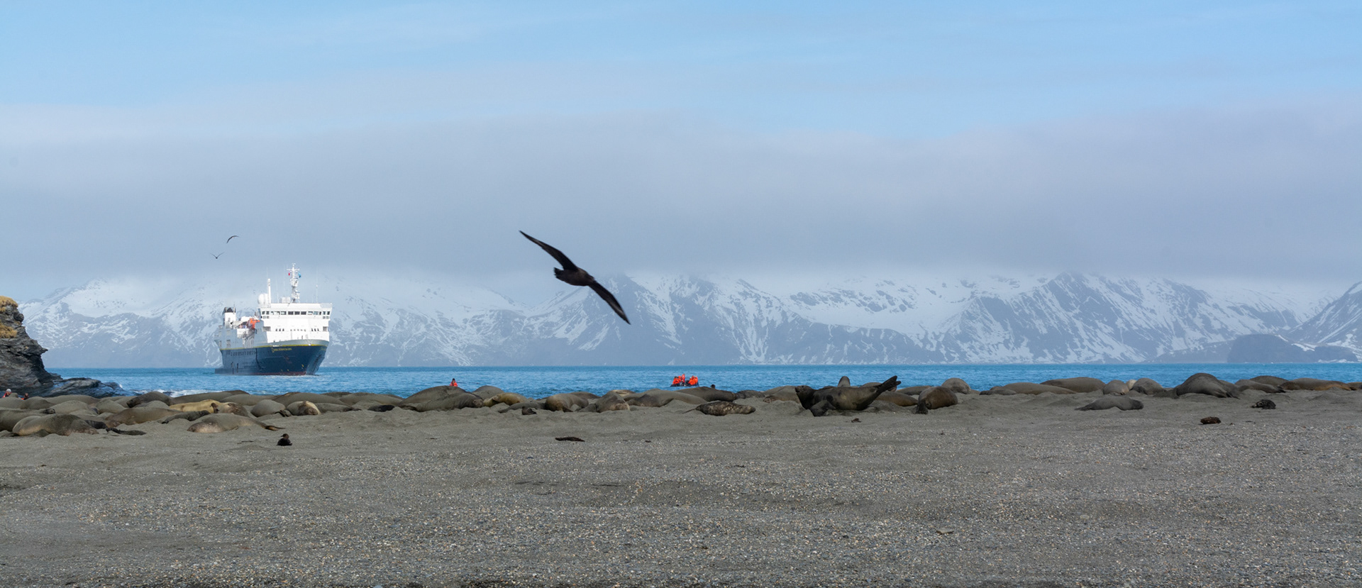 Elephant Seals about 2,000 or so litter the beach- Moltke Harbor