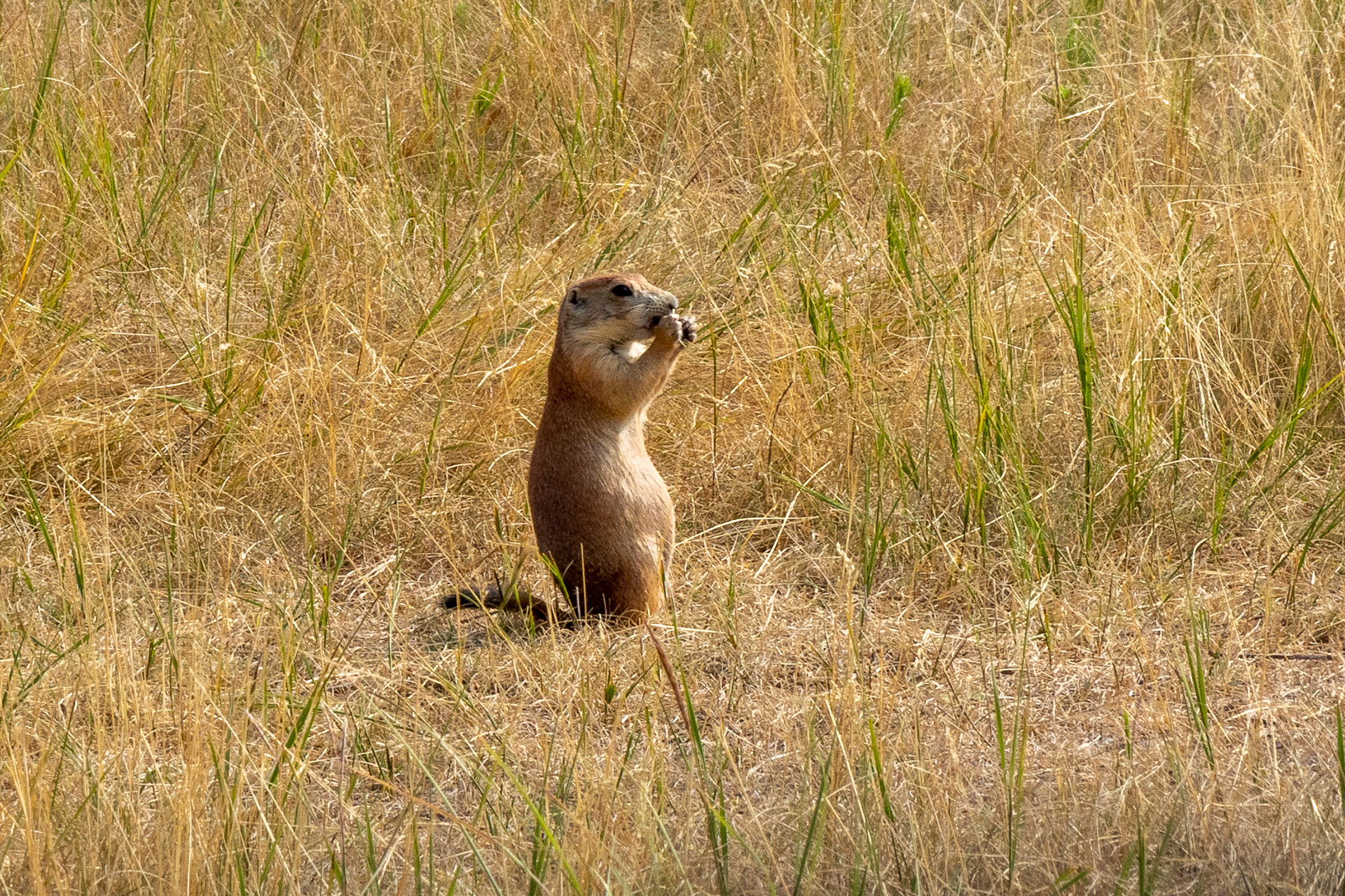 Prairie Dogs