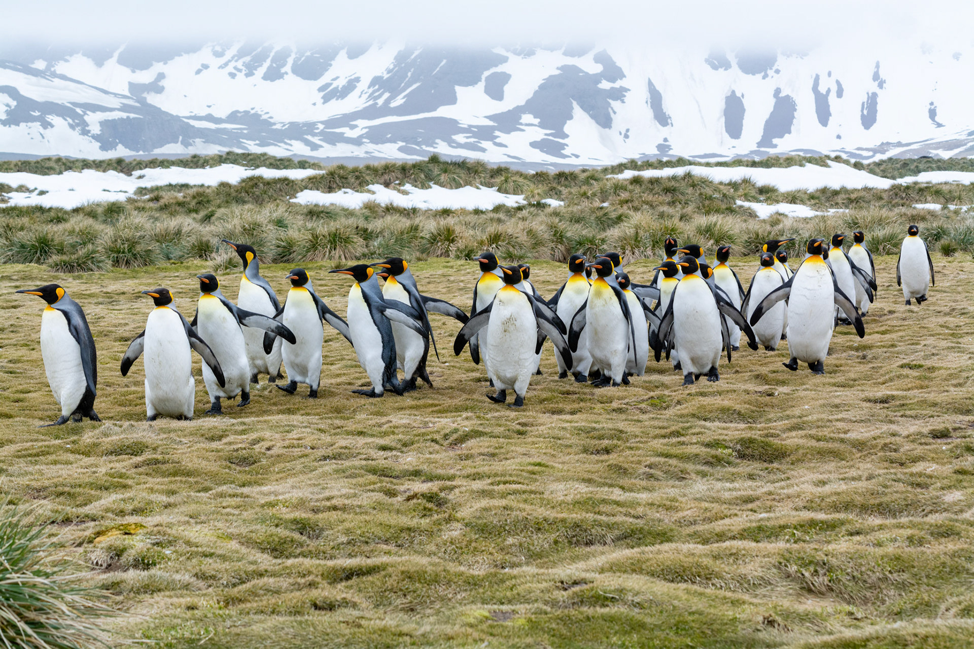 Kings- Salisbury Plain