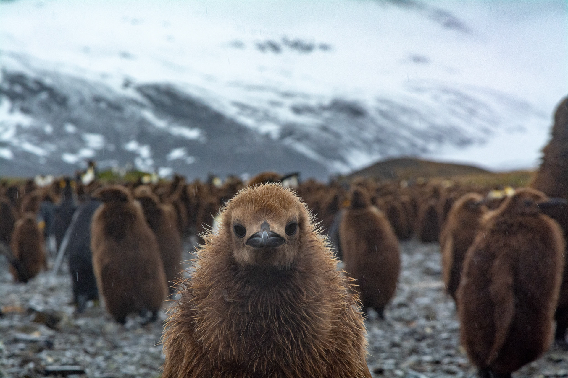 King Penguin chick a.k.a."Oakum Boys"- Fortuna Bay