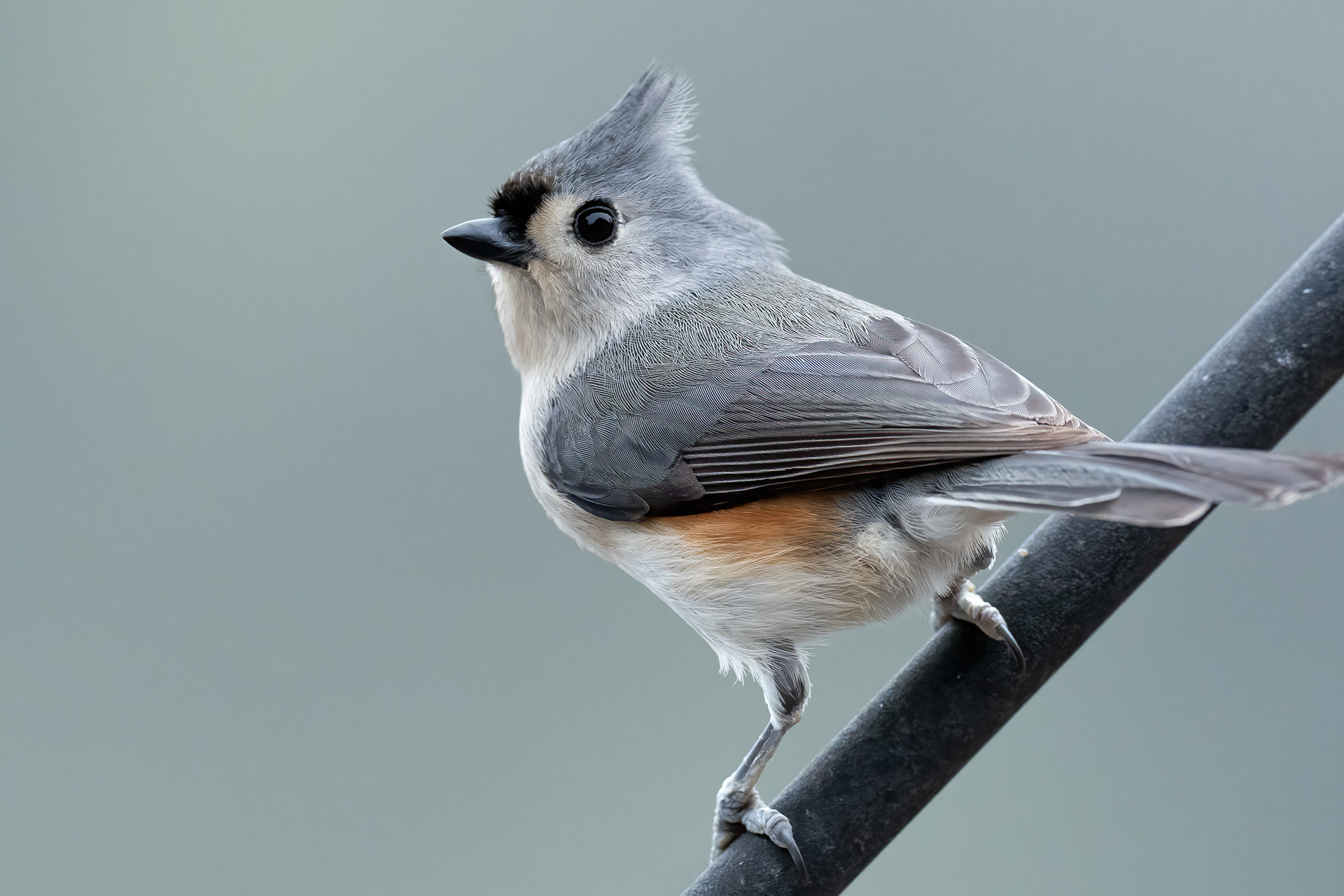 Tufted Titmouse