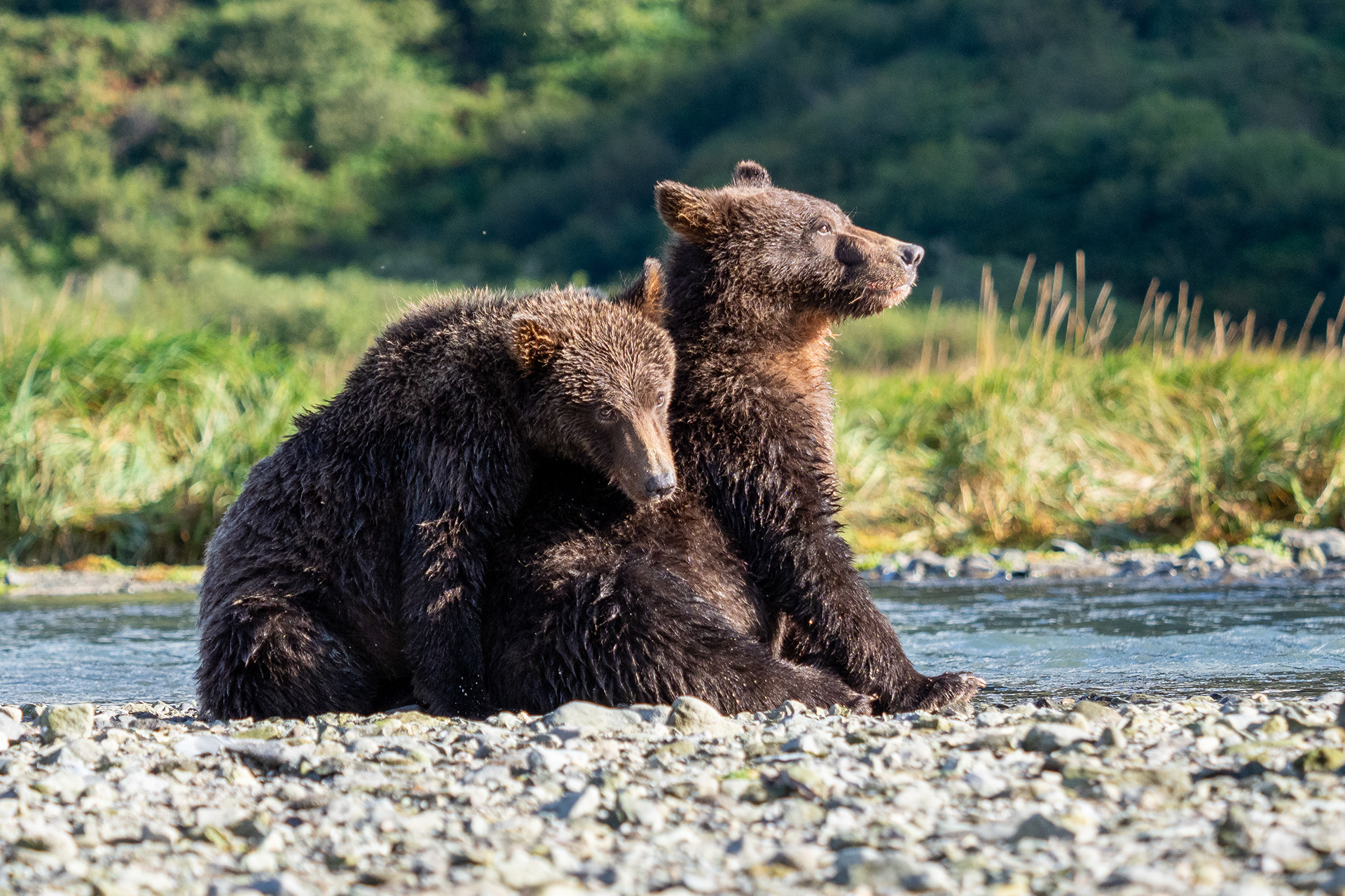Two Second-Summer cubs