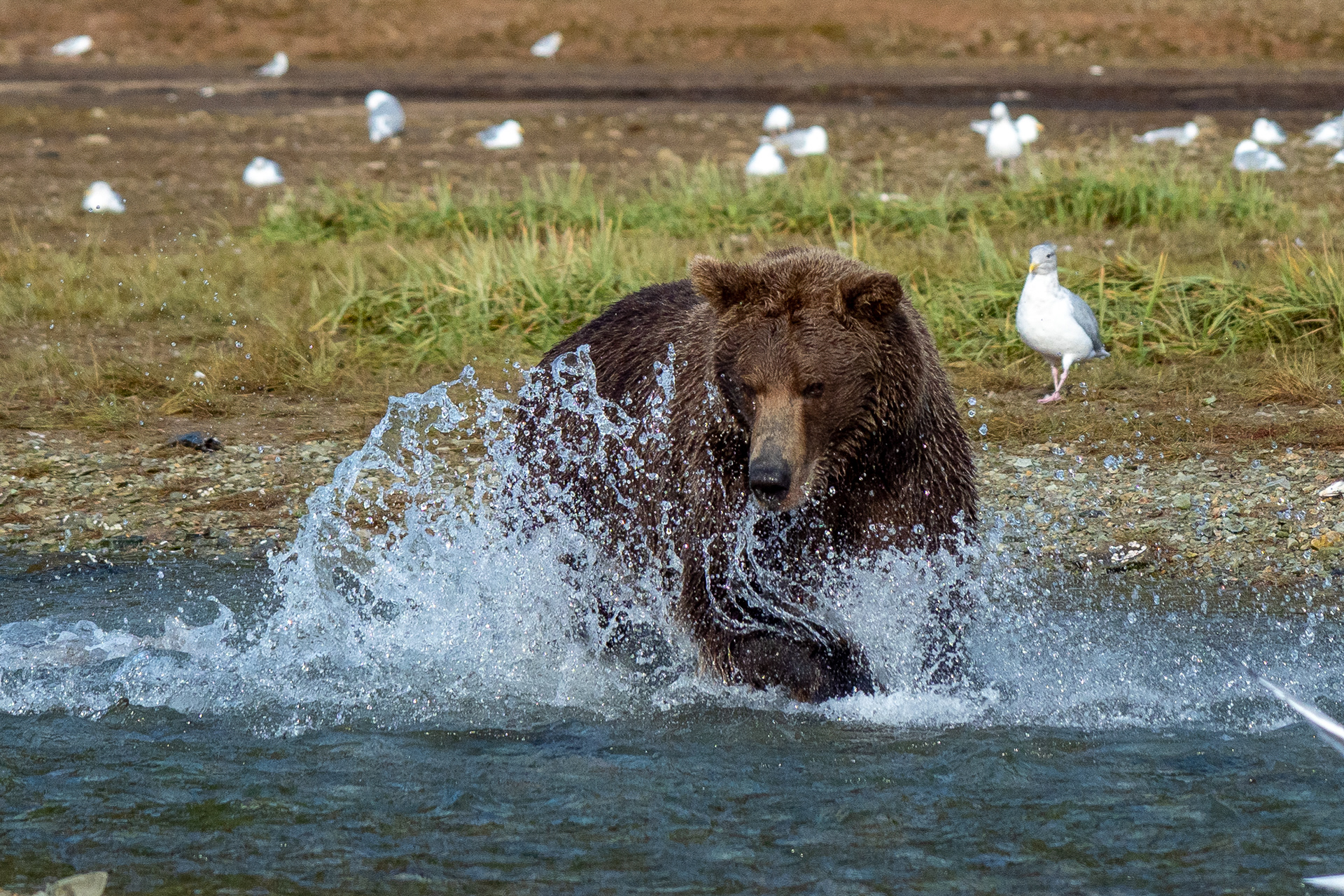 Mama bear fishing