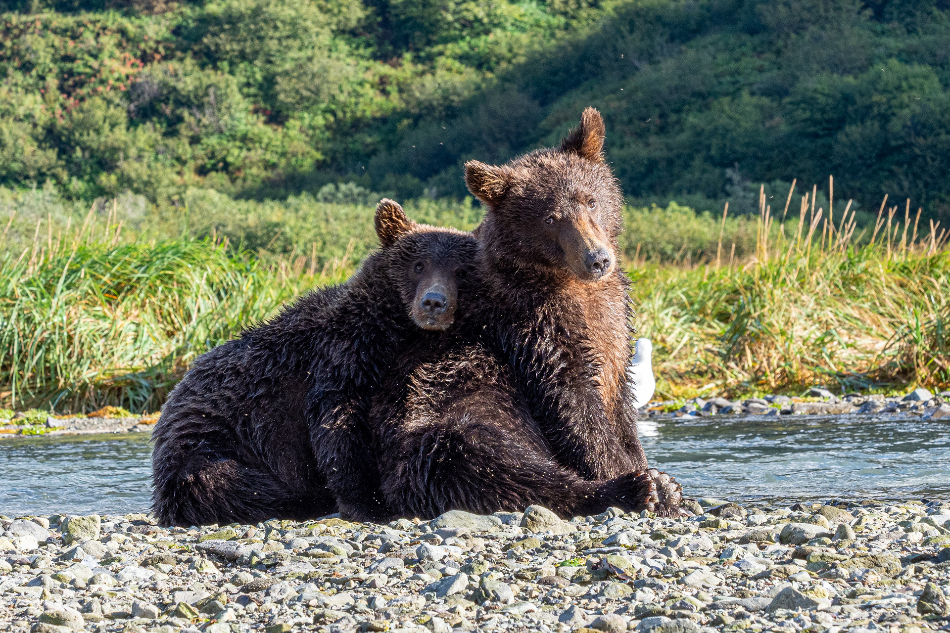 Two Second-Summer cubs