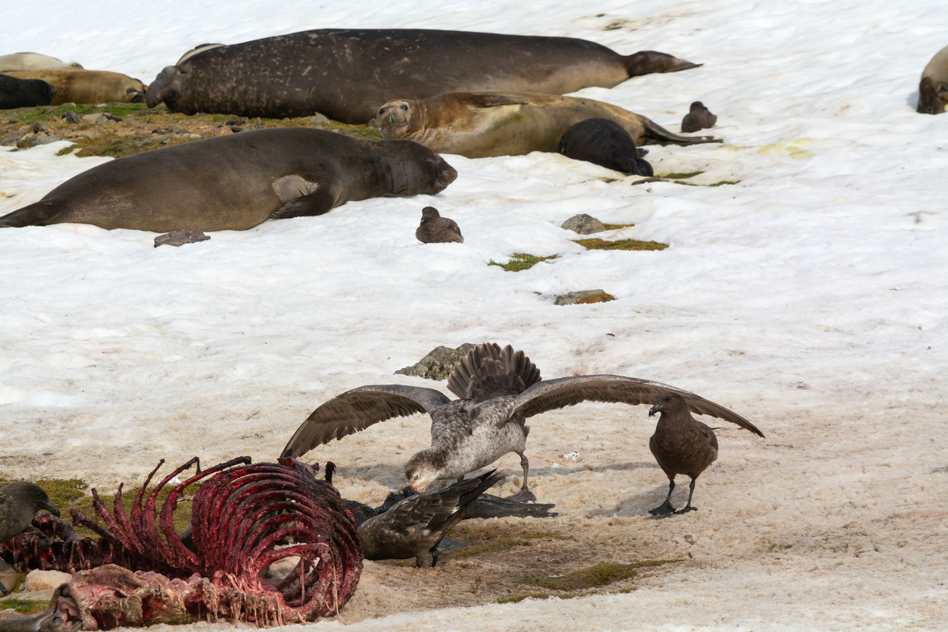 Skuas & Giant Petrels fight over a delicious seal breakfast-Ocean Harbor