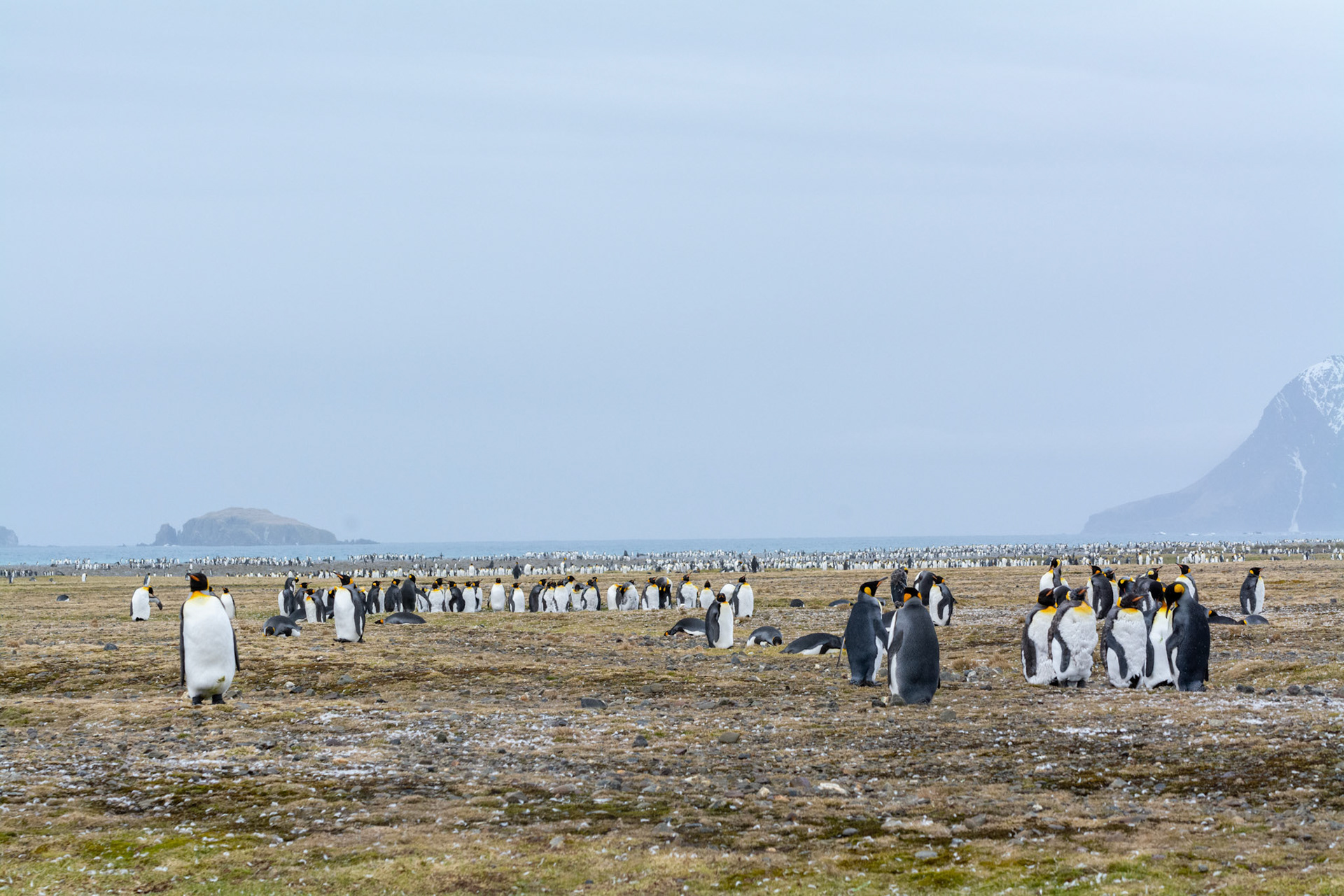 King Penguins- Salisbury Plain 