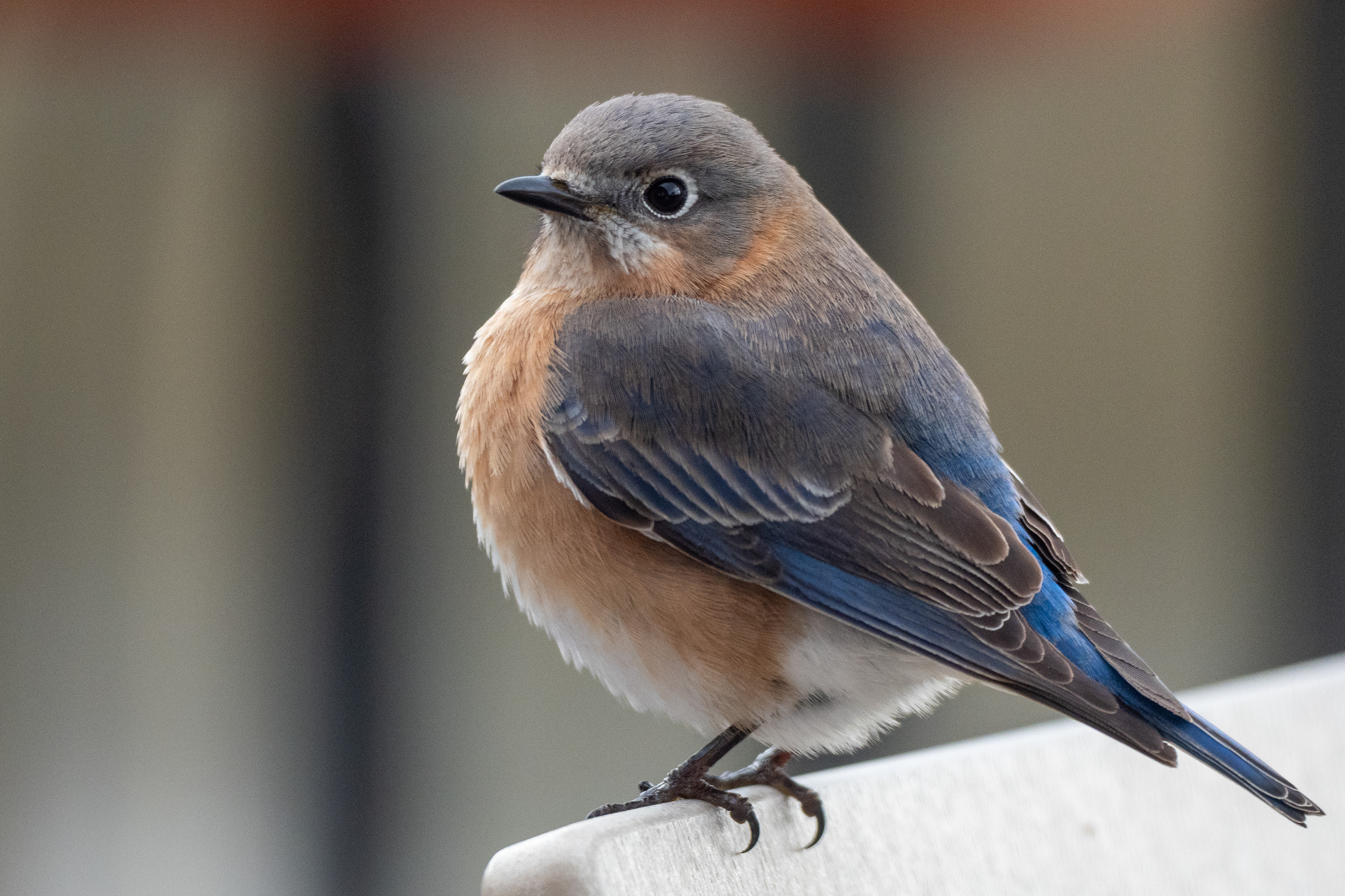Adult Female Blue Bird (our deck)