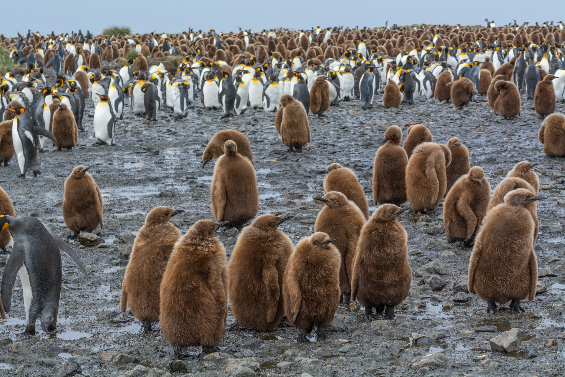 Oakum Boys & King- Salisbury Plain Colony
