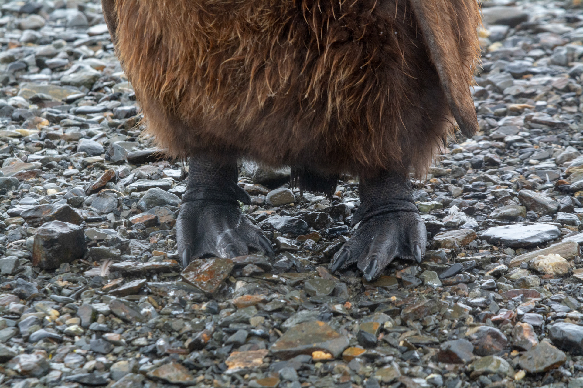 Oakum Boy's feet!- Fortuna Bay