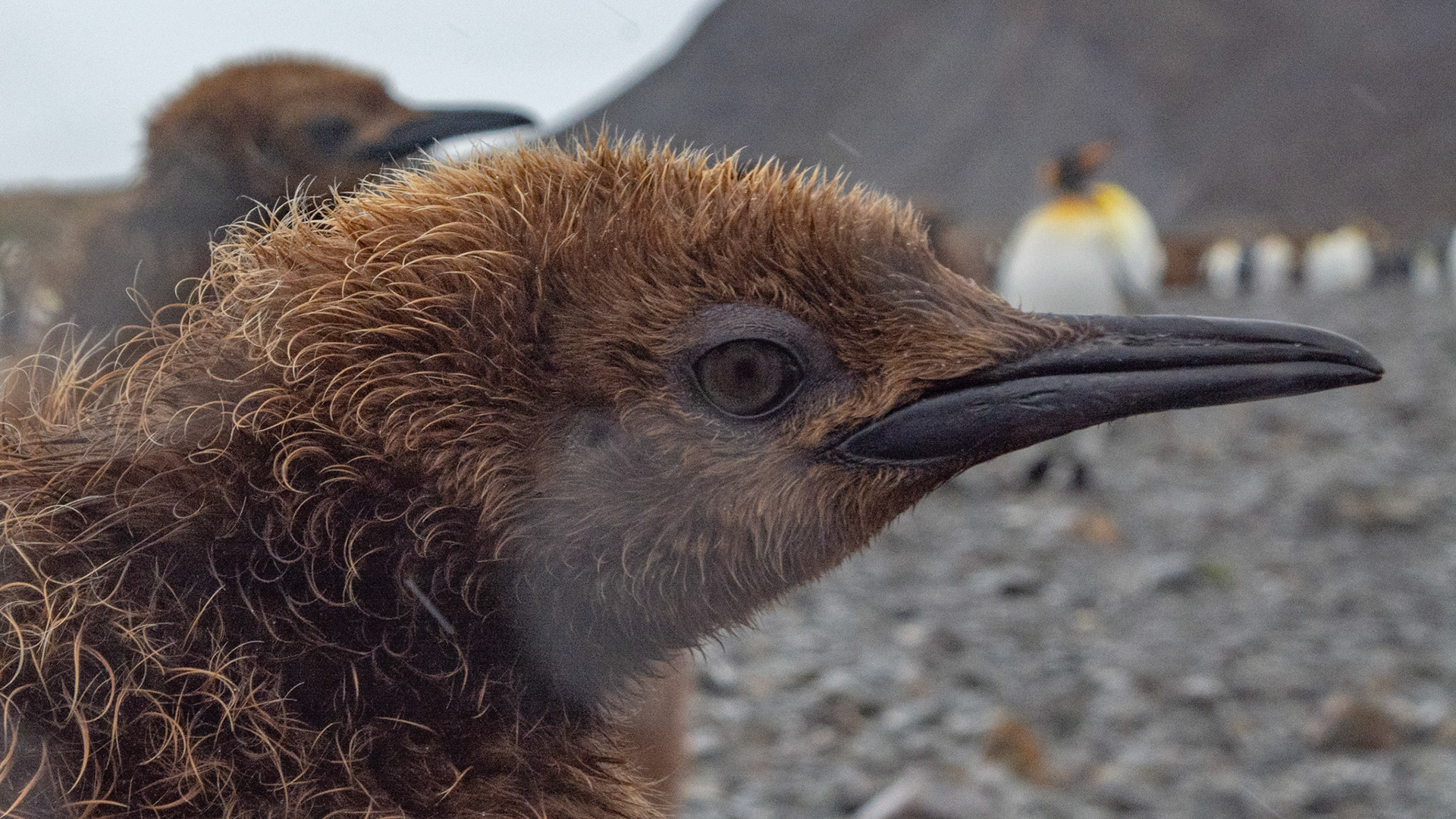 King Penguin chick a.k.a."Oakum Boys"- Fortuna Bay