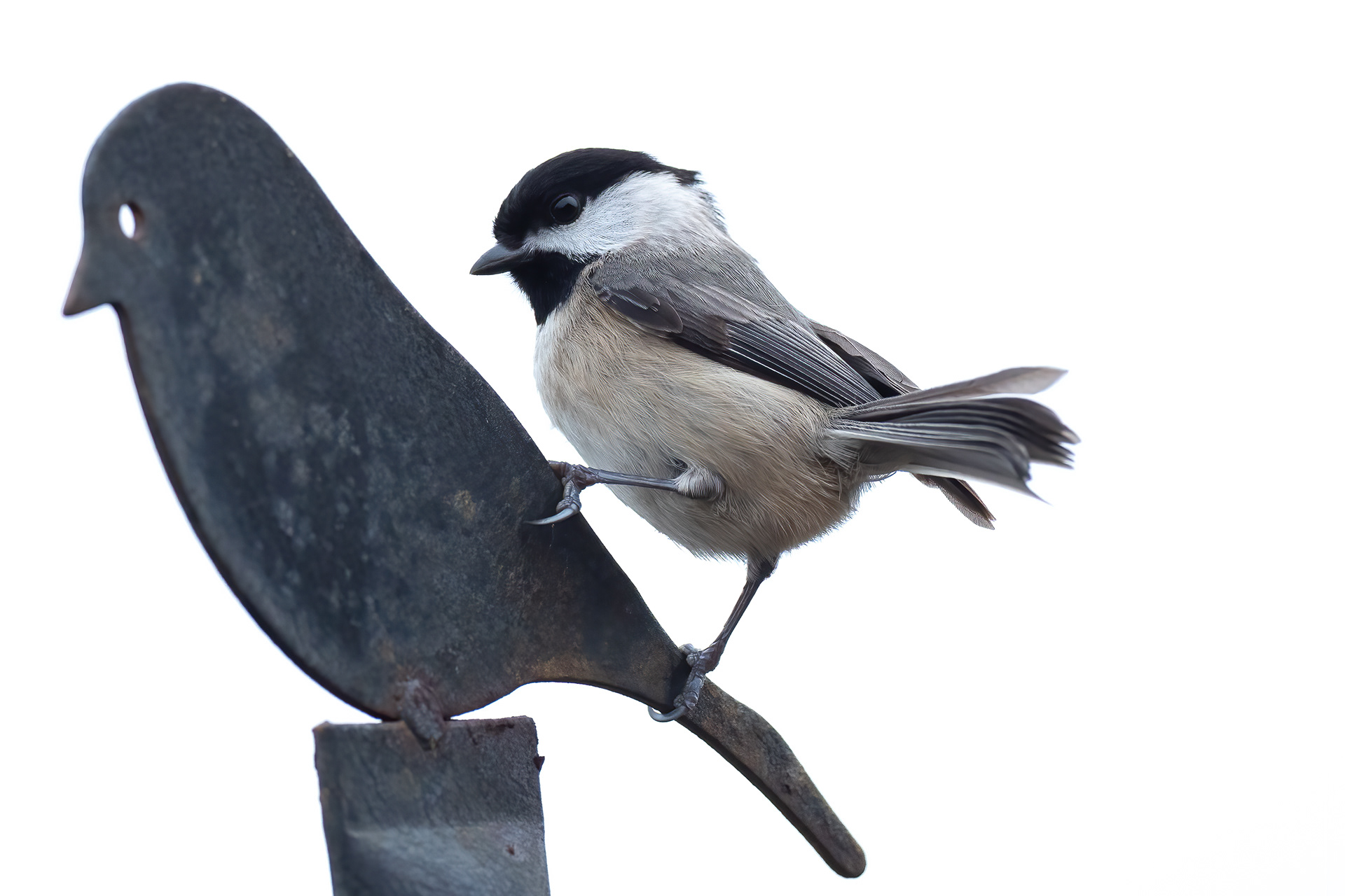 Carolina Chickadee