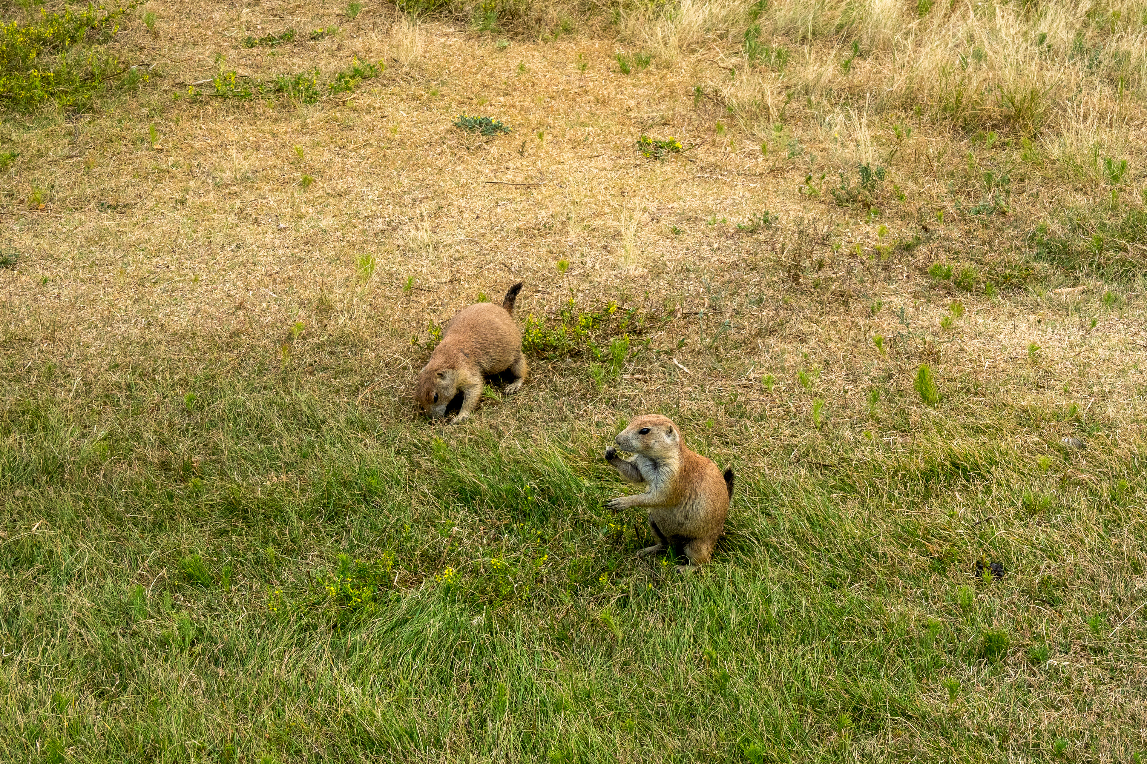 Prairie Dogs
