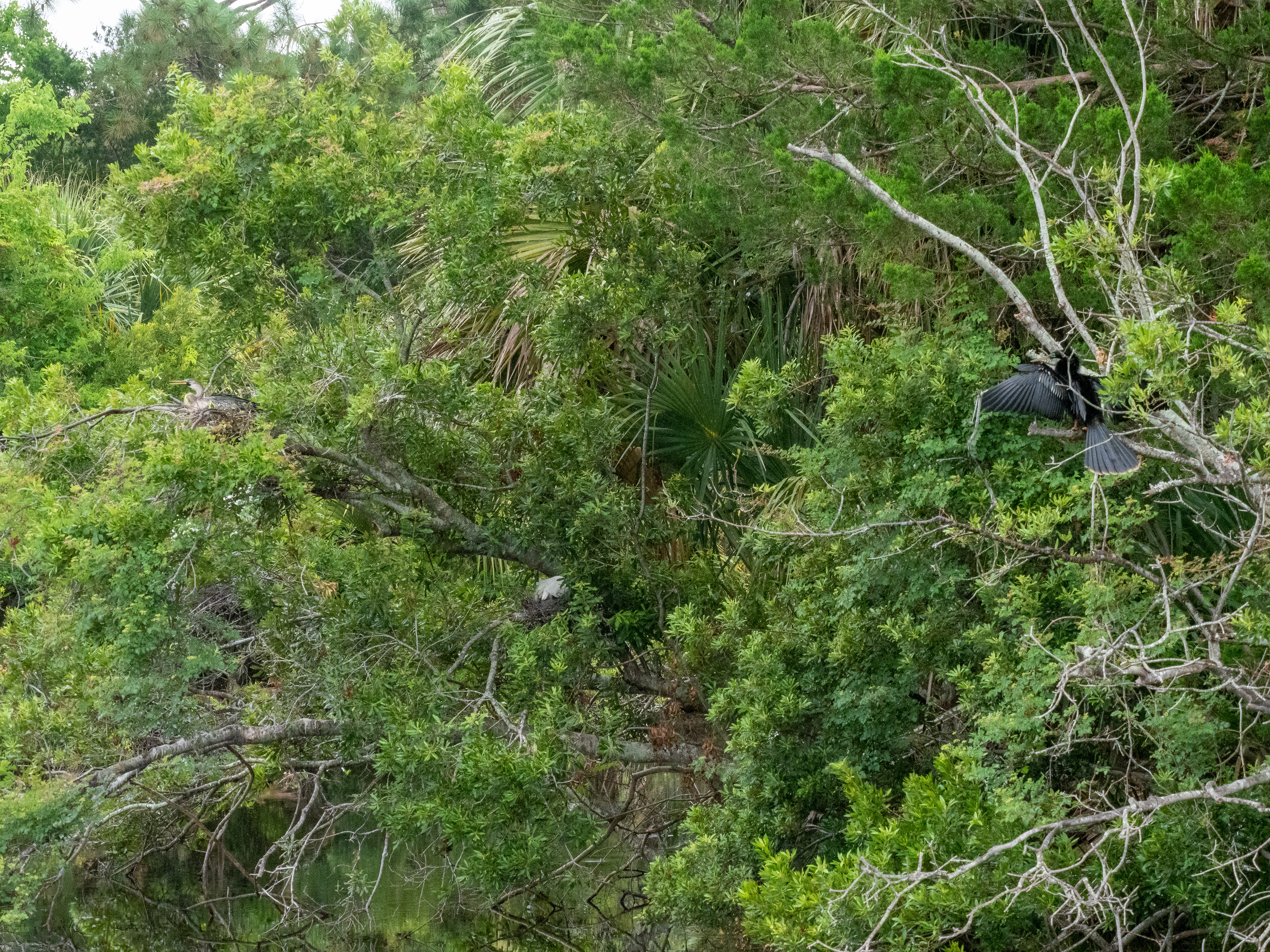 June 8, 2020- Anhinga Mating Pair- female on nest (left), male in nearby tree (right)