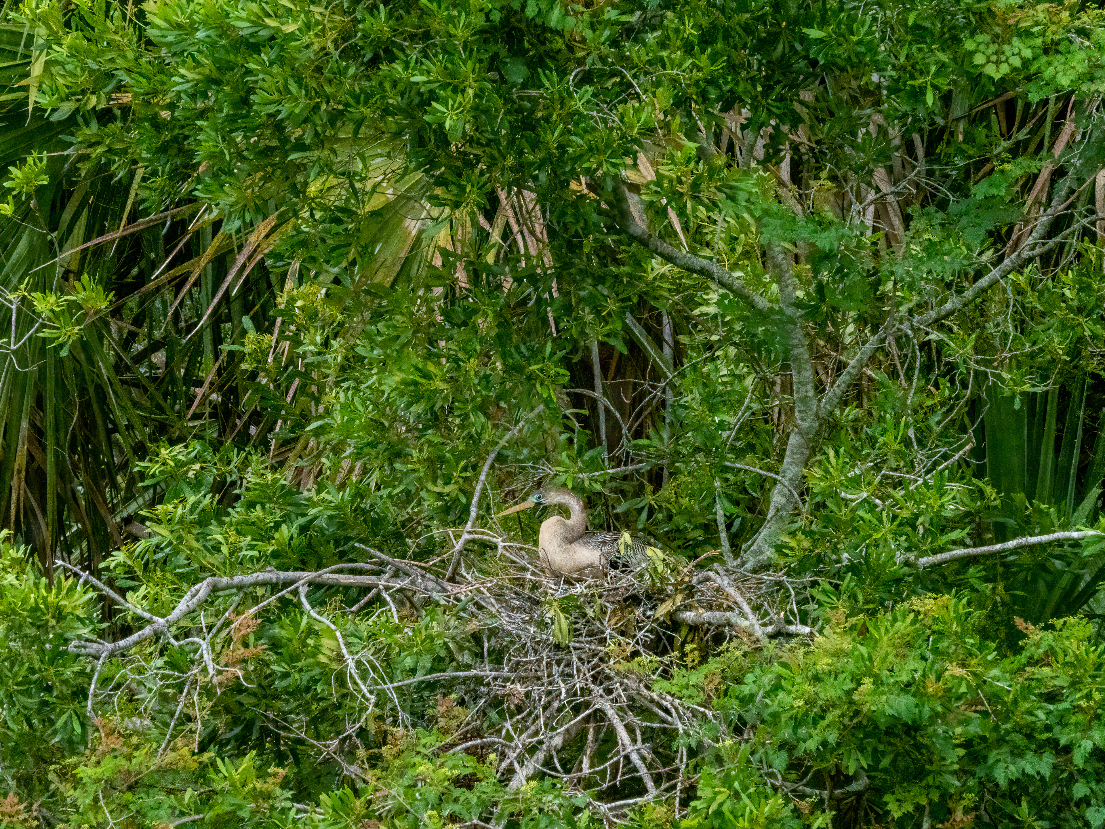 June 8, 2020- Anhinga Female on nest