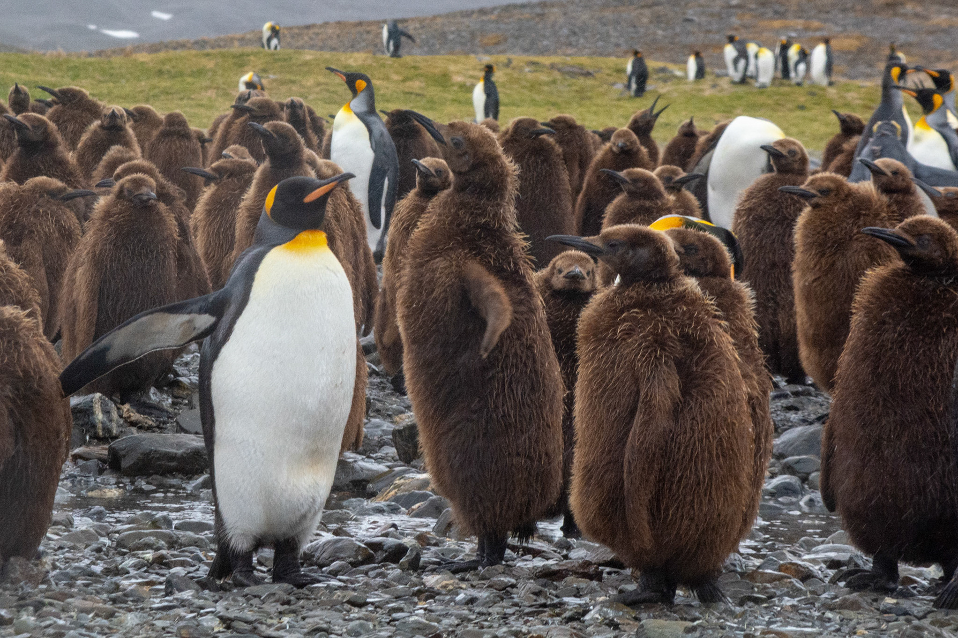 King Penguin chick a.k.a."Oakum Boys"- Fortuna Bay