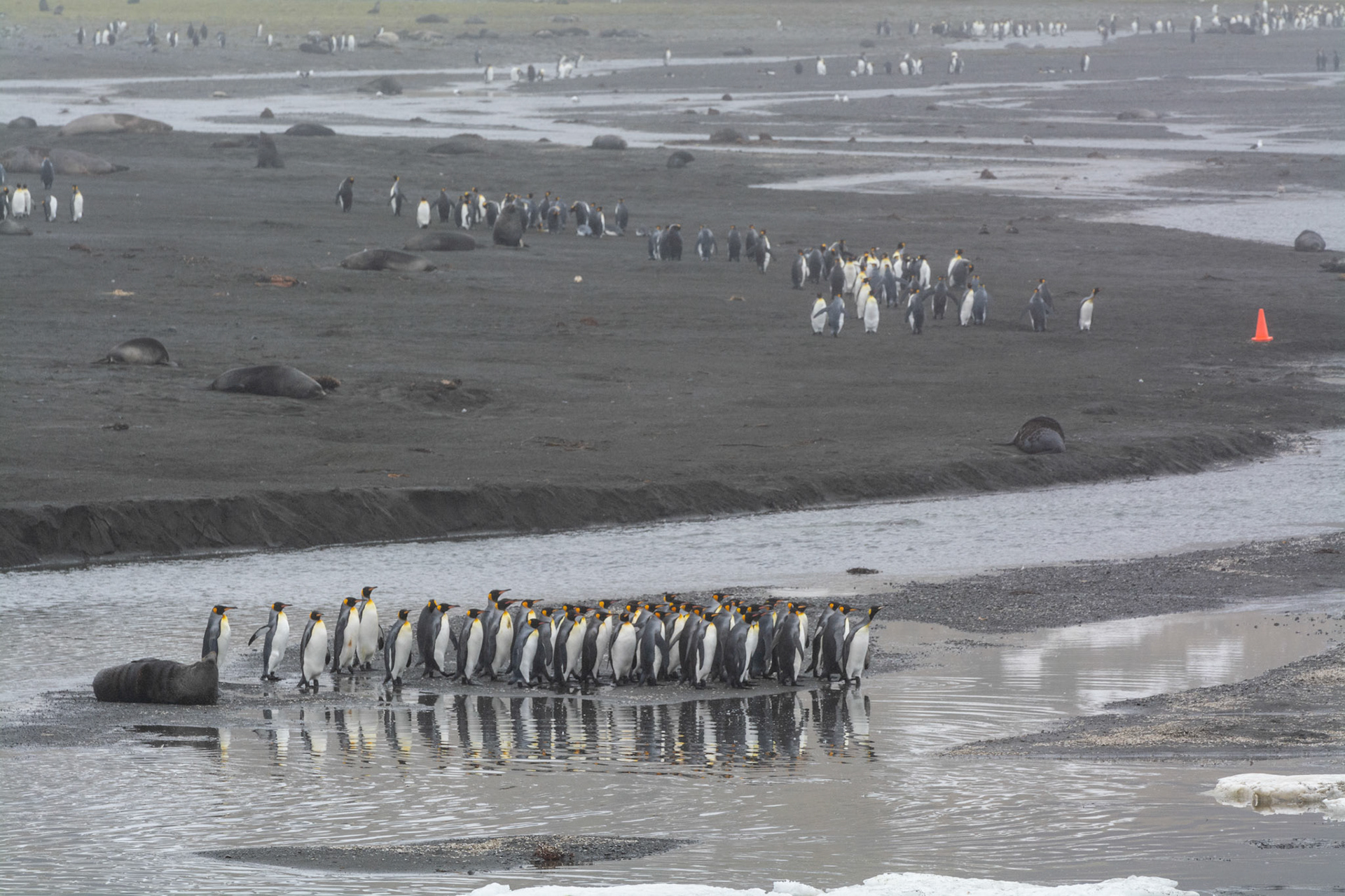 Kings- Right Whale Bay