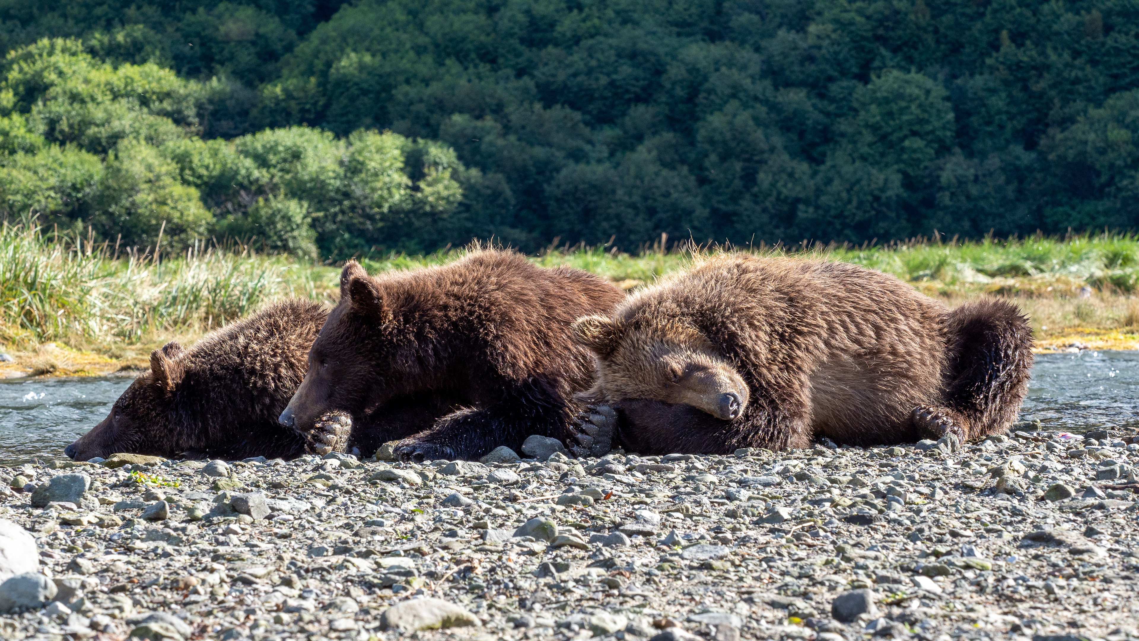 A trio of Second-Summer cubs...little sleeping beauties!
