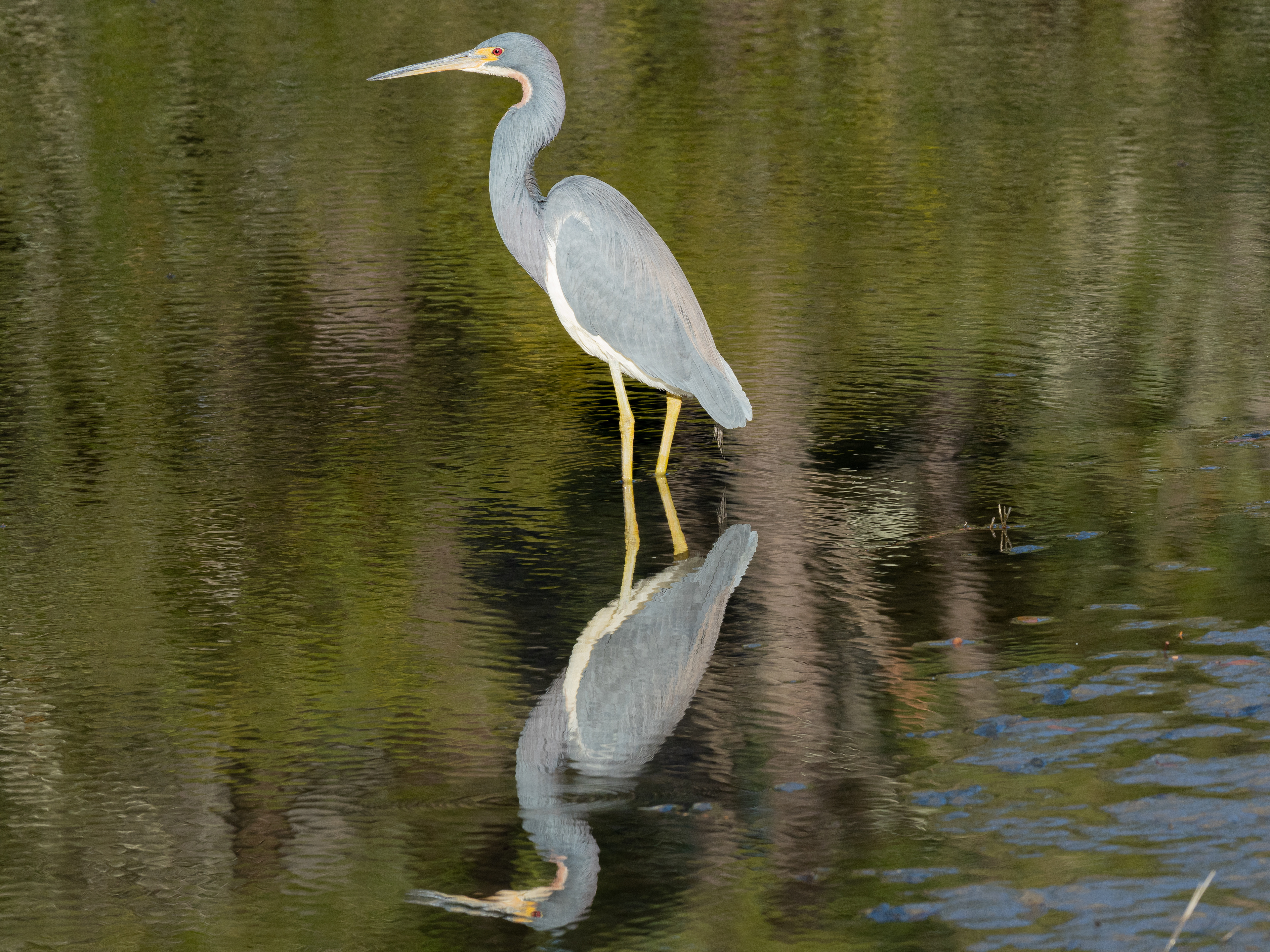                                            Tri-Colored Heron 