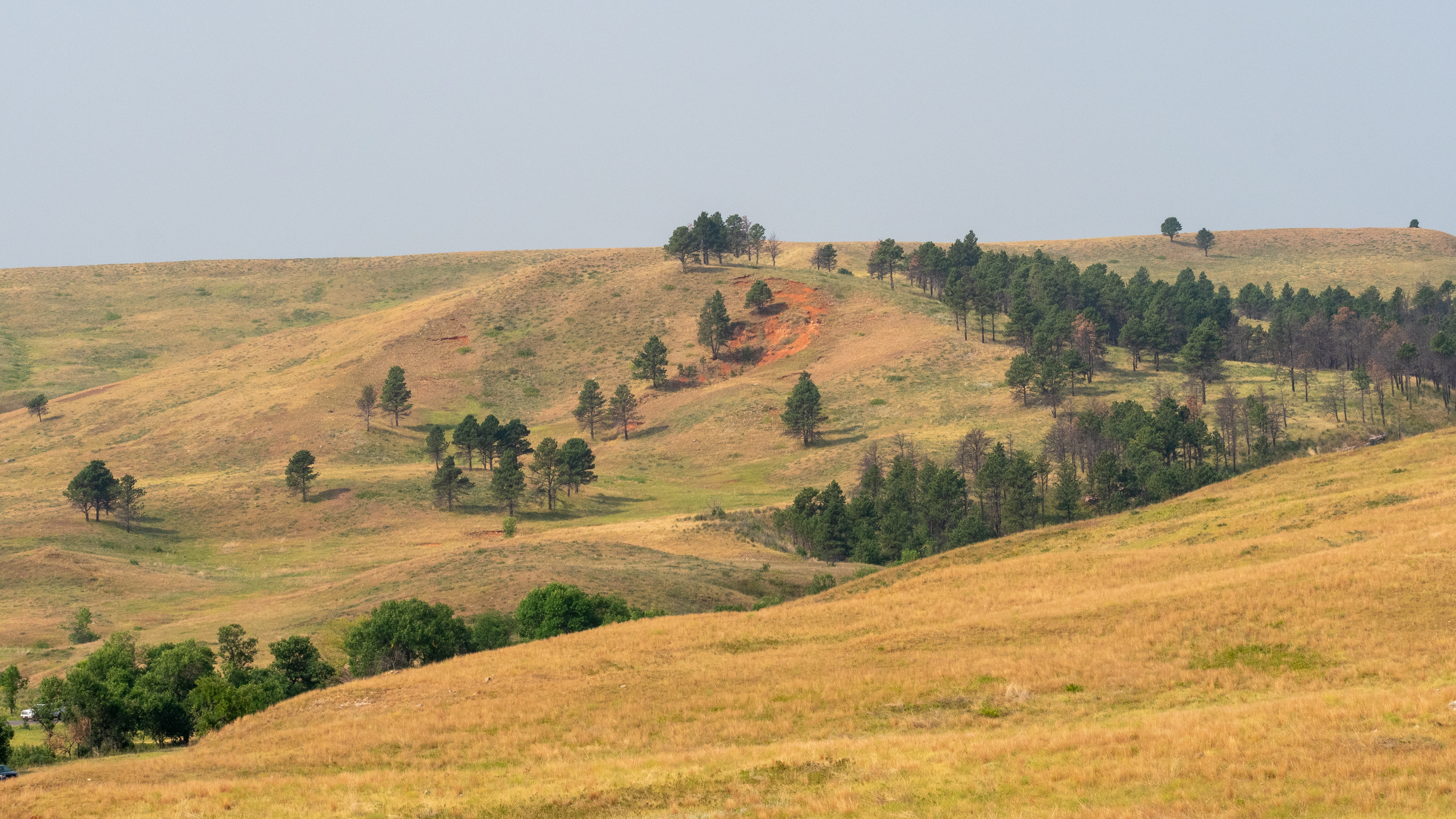 The Prairie- Black Hills Custer State Park