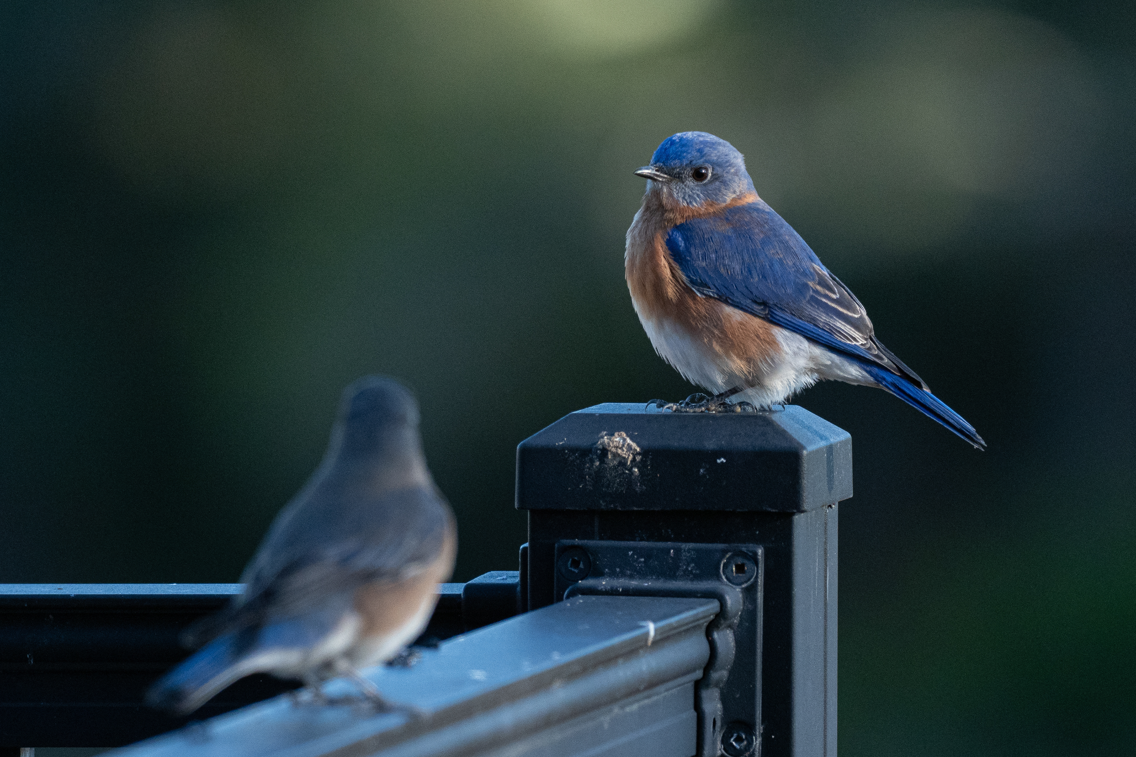 Adult Male Blue Bird (our deck)
