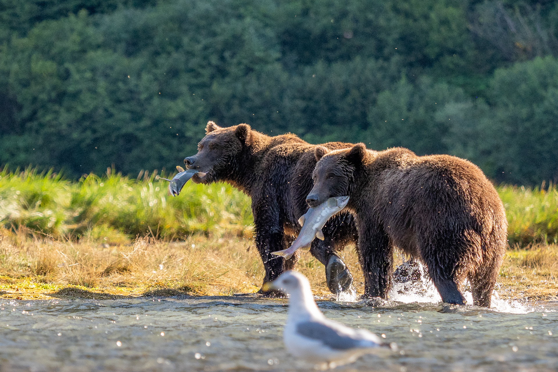 Mama and Second-Summer cub victorious!