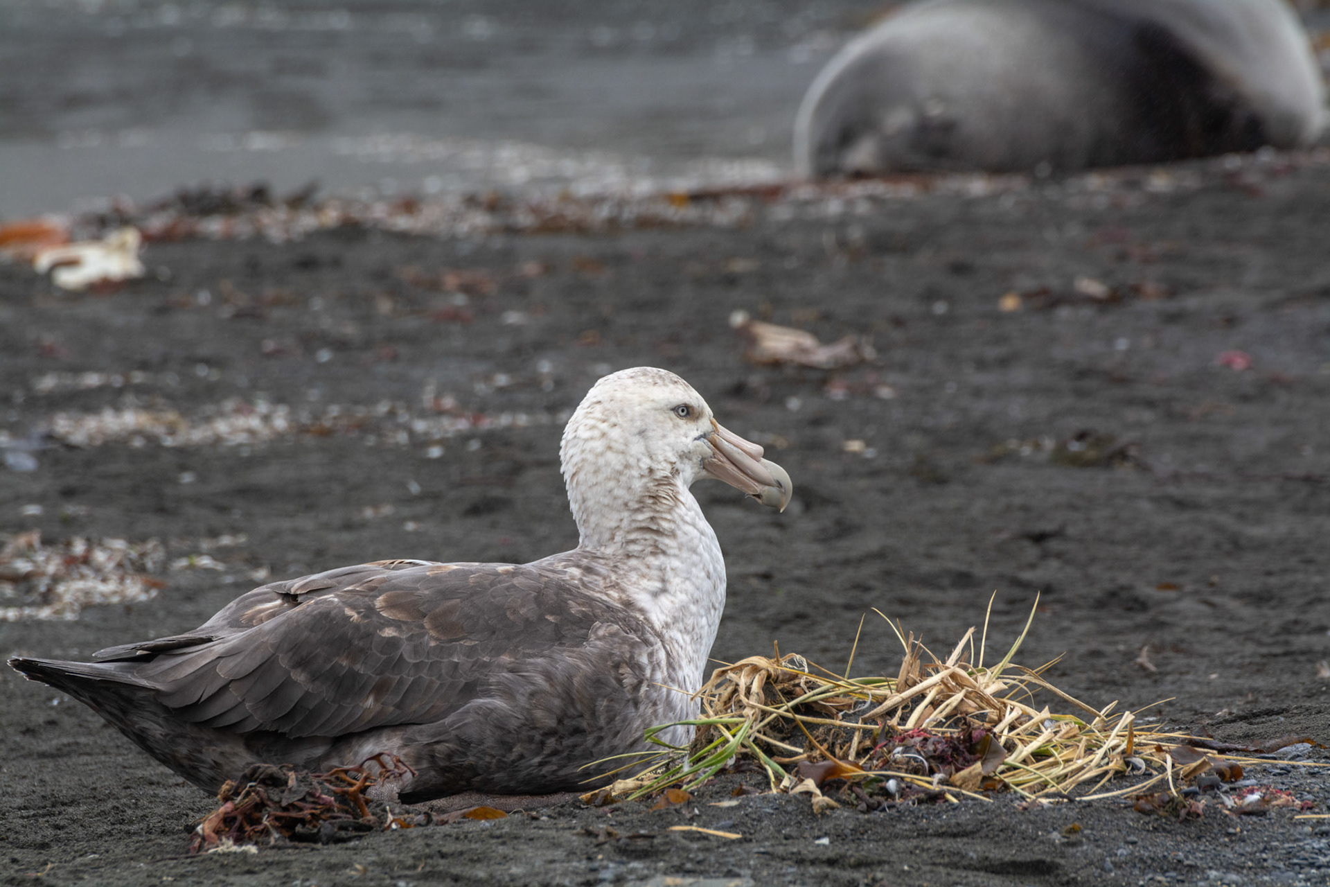 Giant Petrels - Right Whale Bay