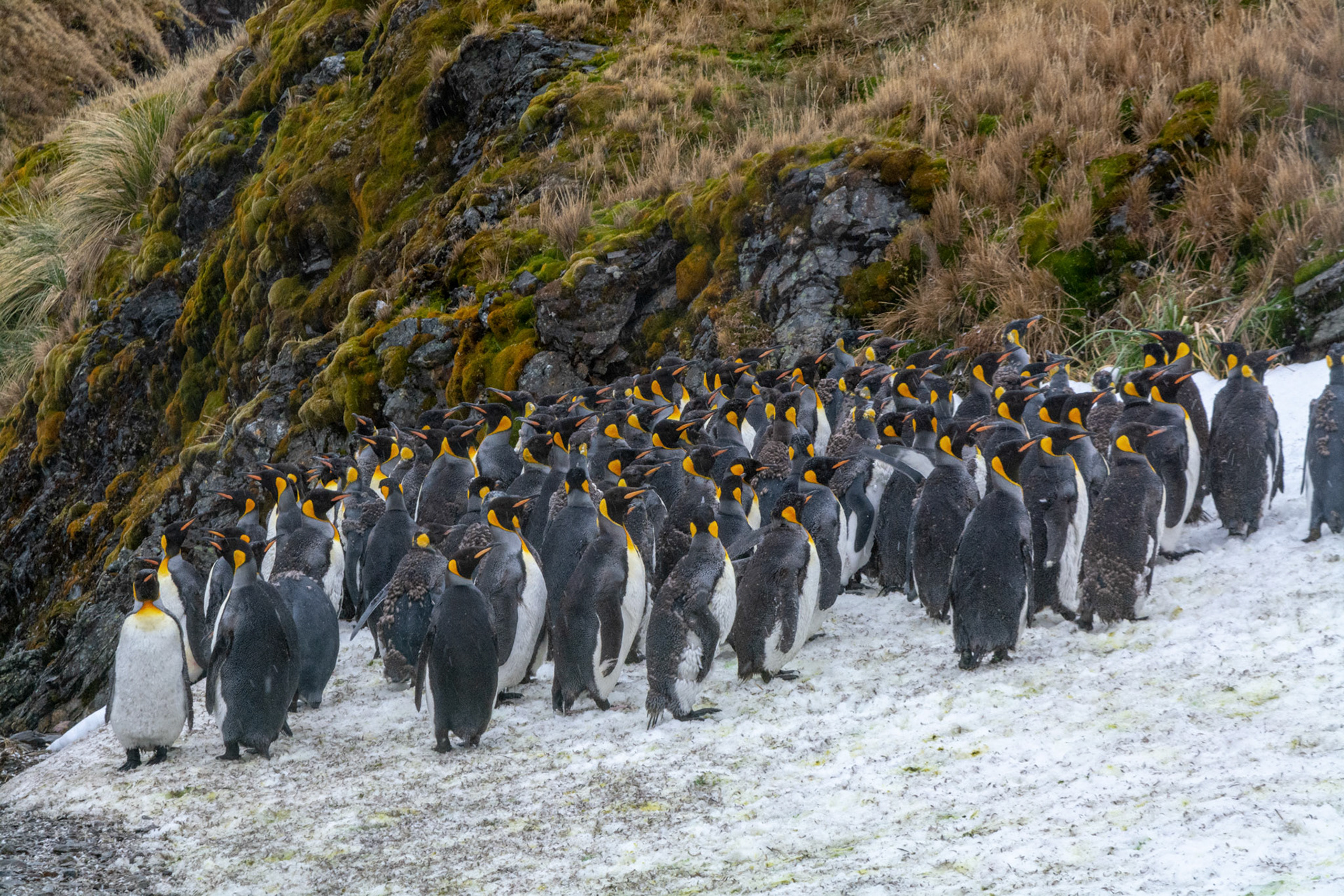 Group of molting King Penguins-Fortuna Bay