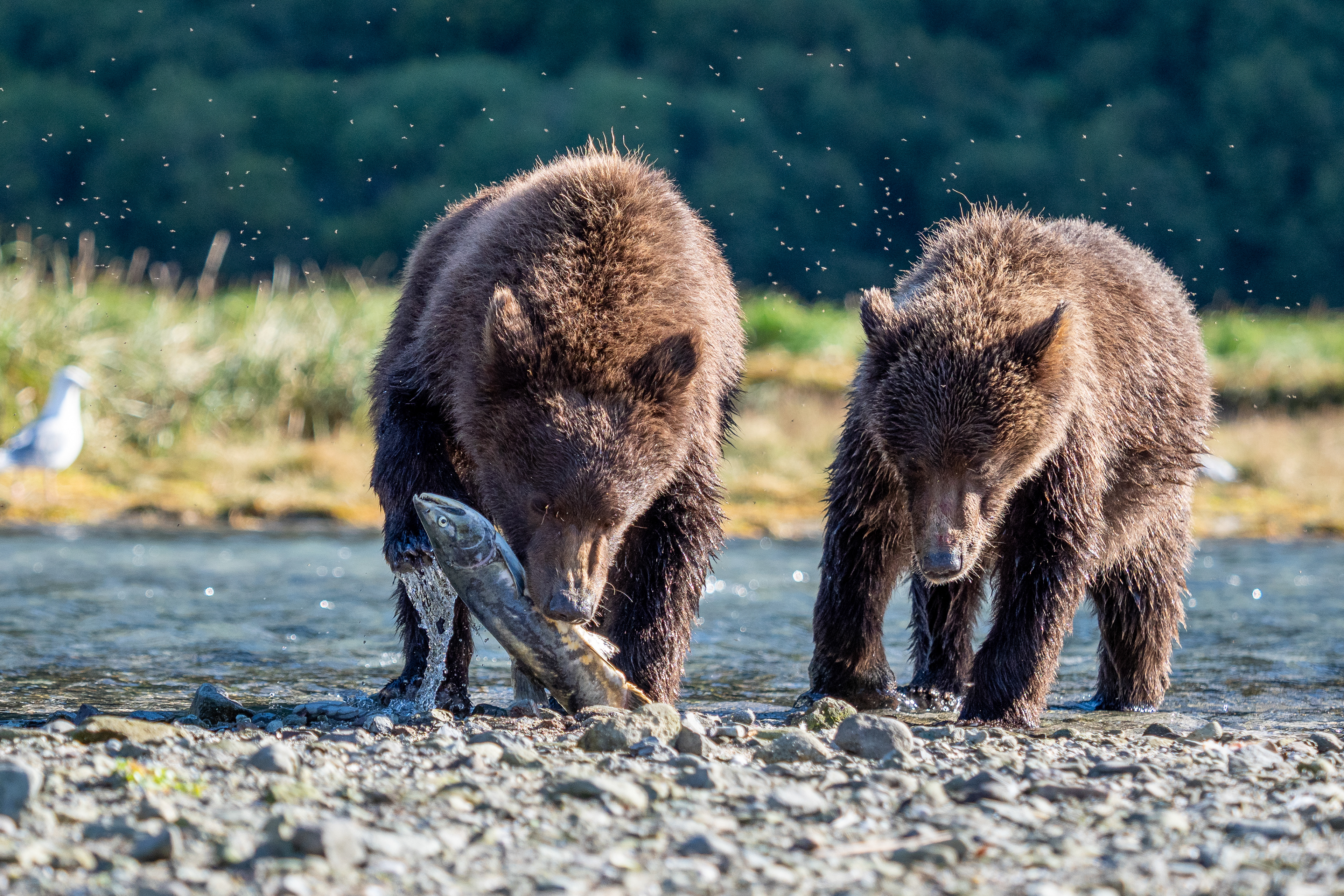Second-Summer cubs catch a salmon