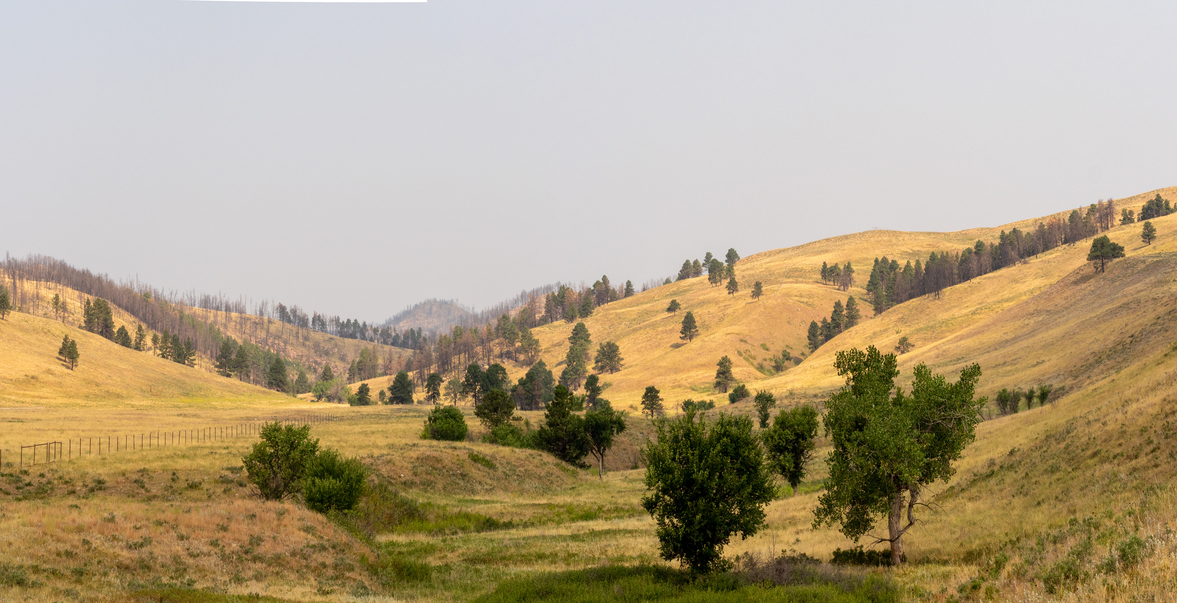 The Prairie- Black Hills Custer State Park
